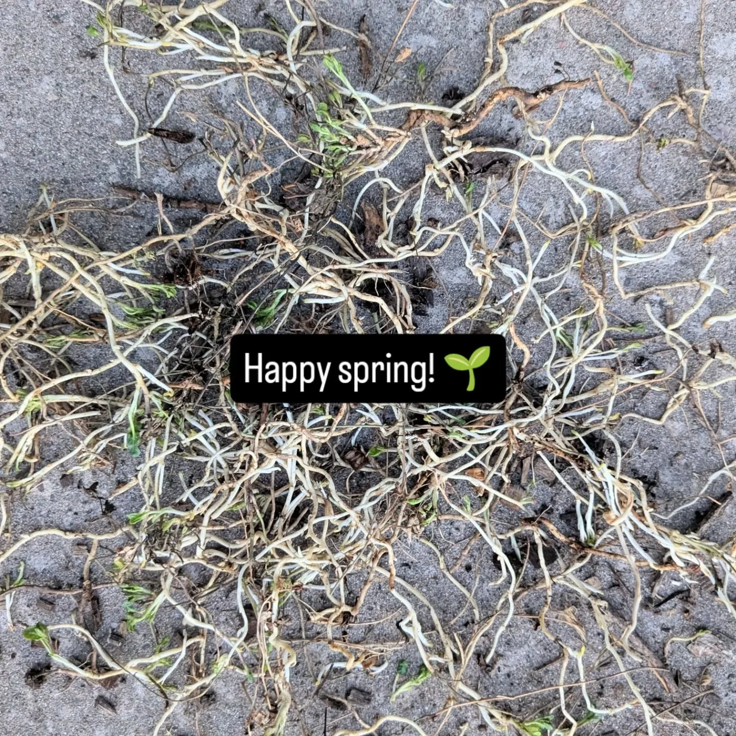 Bindweed. Peas. Garden tools + dog. And why does he refuse to keep hats on?!? Ugh 🤠