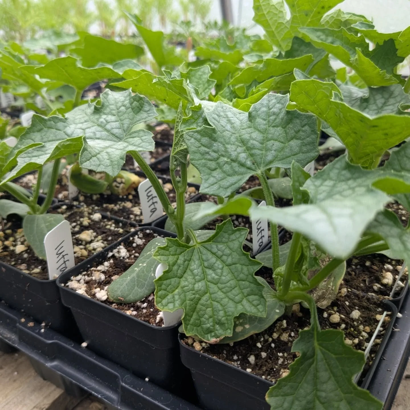 I'll be at market this Saturday, and I've got lots of plant starts that are officially ready 🌱