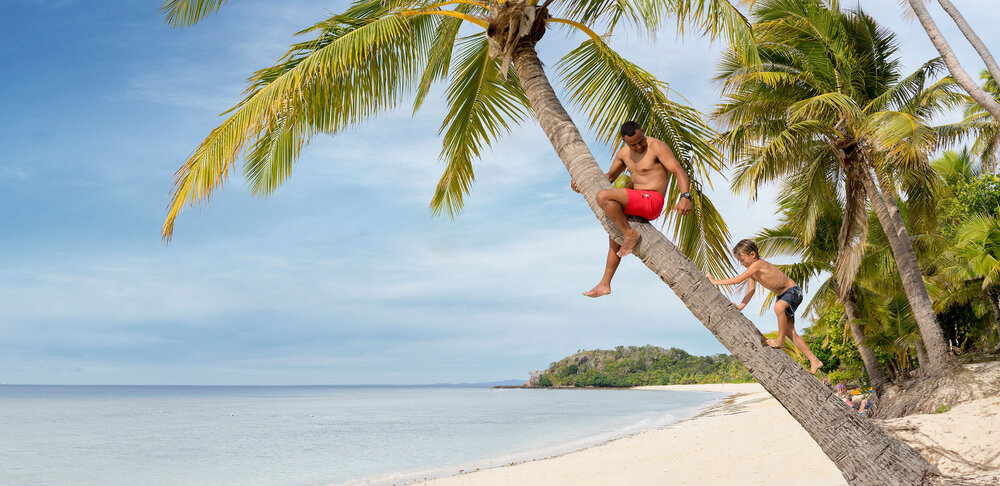 Coconut Tree Climb