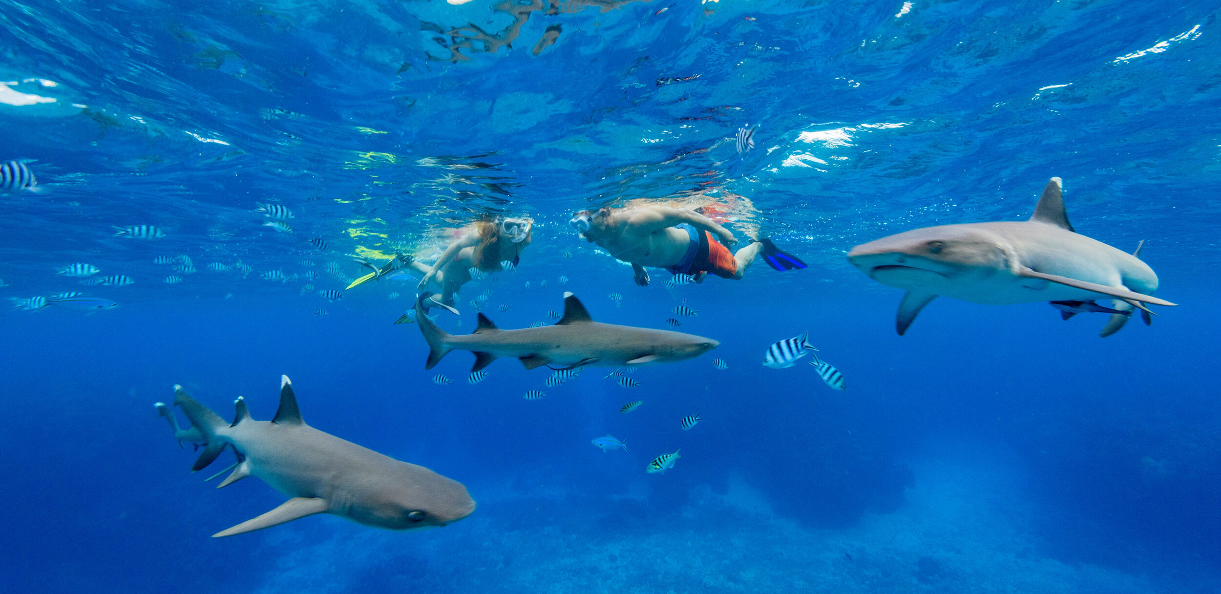 Couple Snorkeling with Sharks