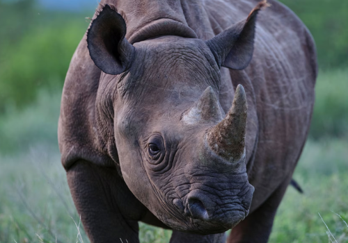 Rhino at  Sera Rhino Sanctuary in Kenya