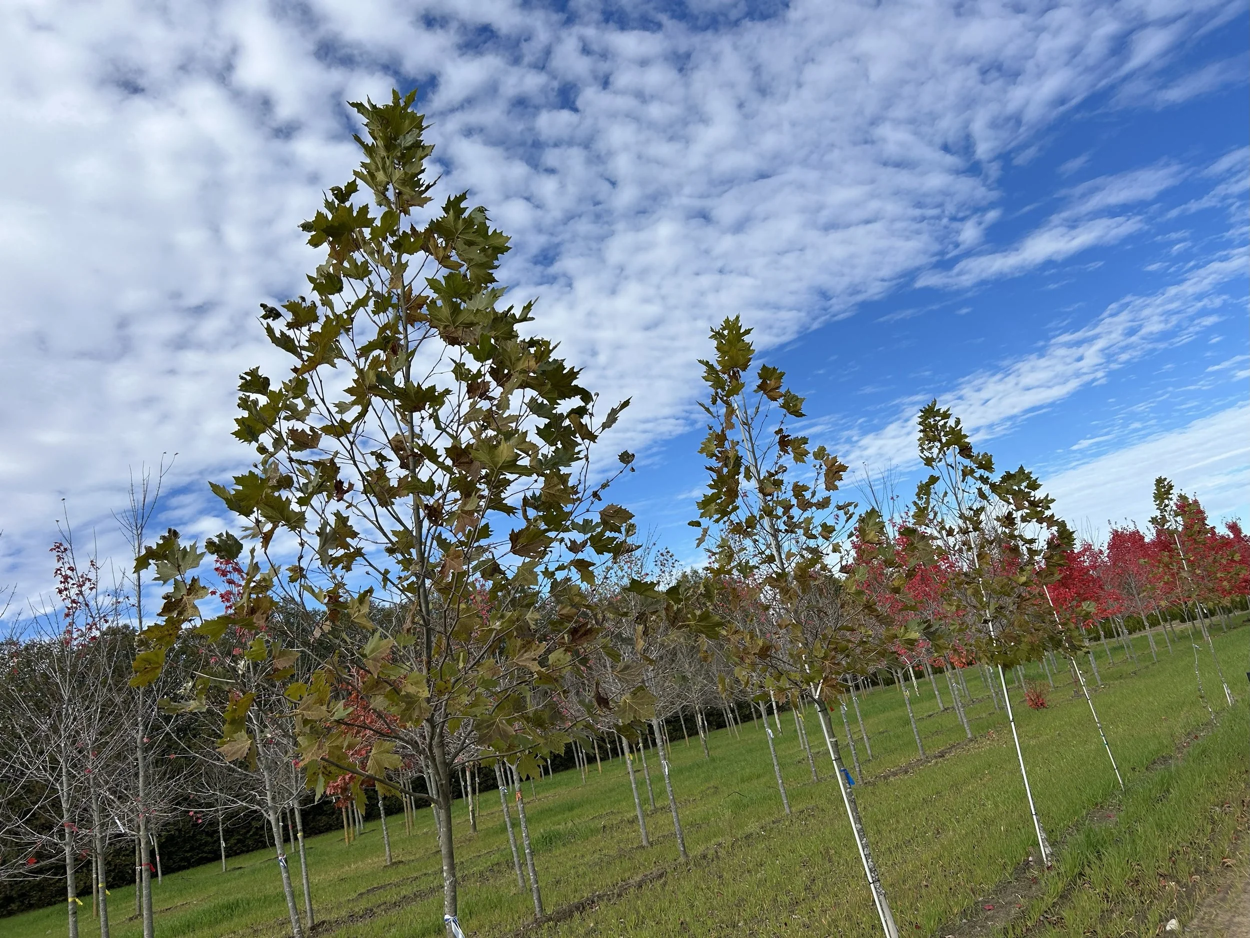 Exclamation! London Plane Tree 1.jpeg