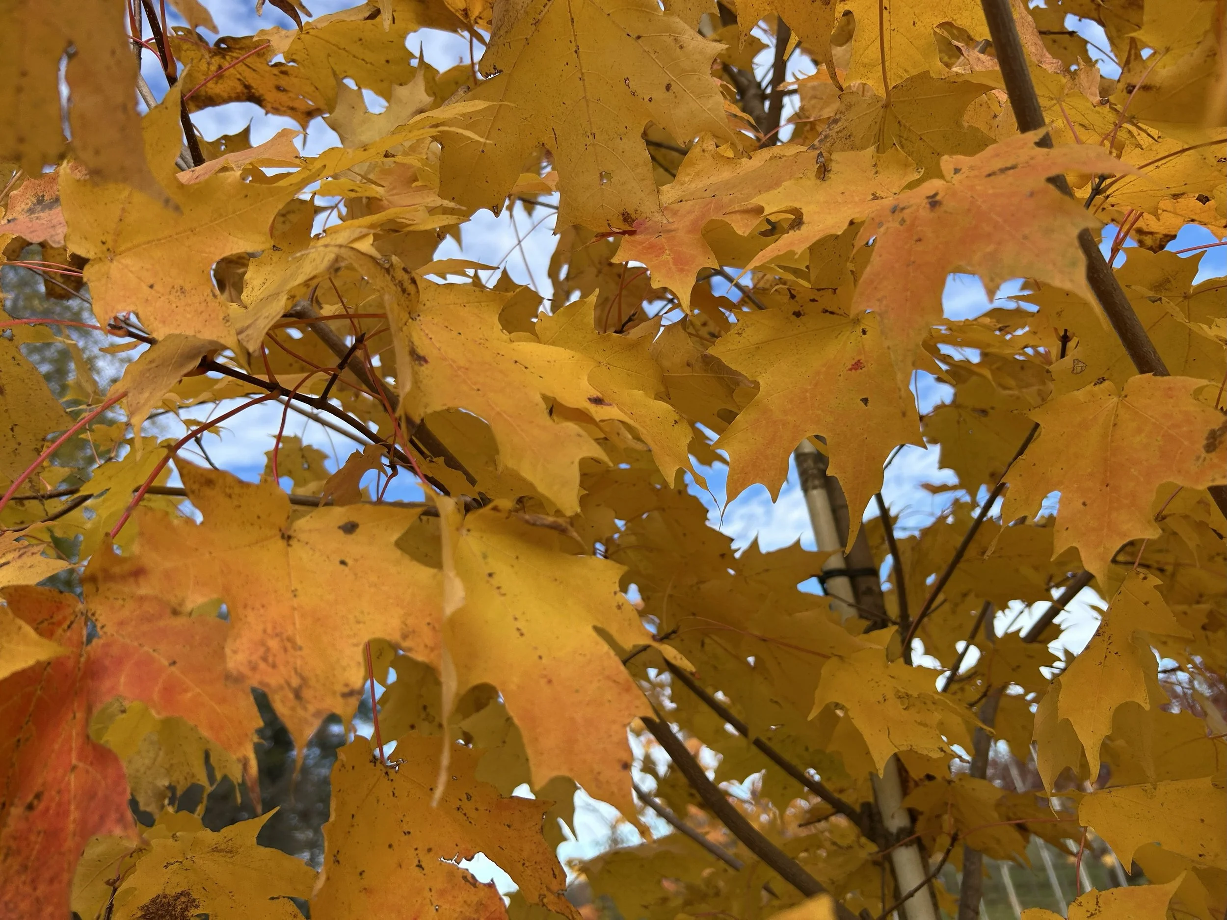 Green Mountain Sugar Maple.jpeg