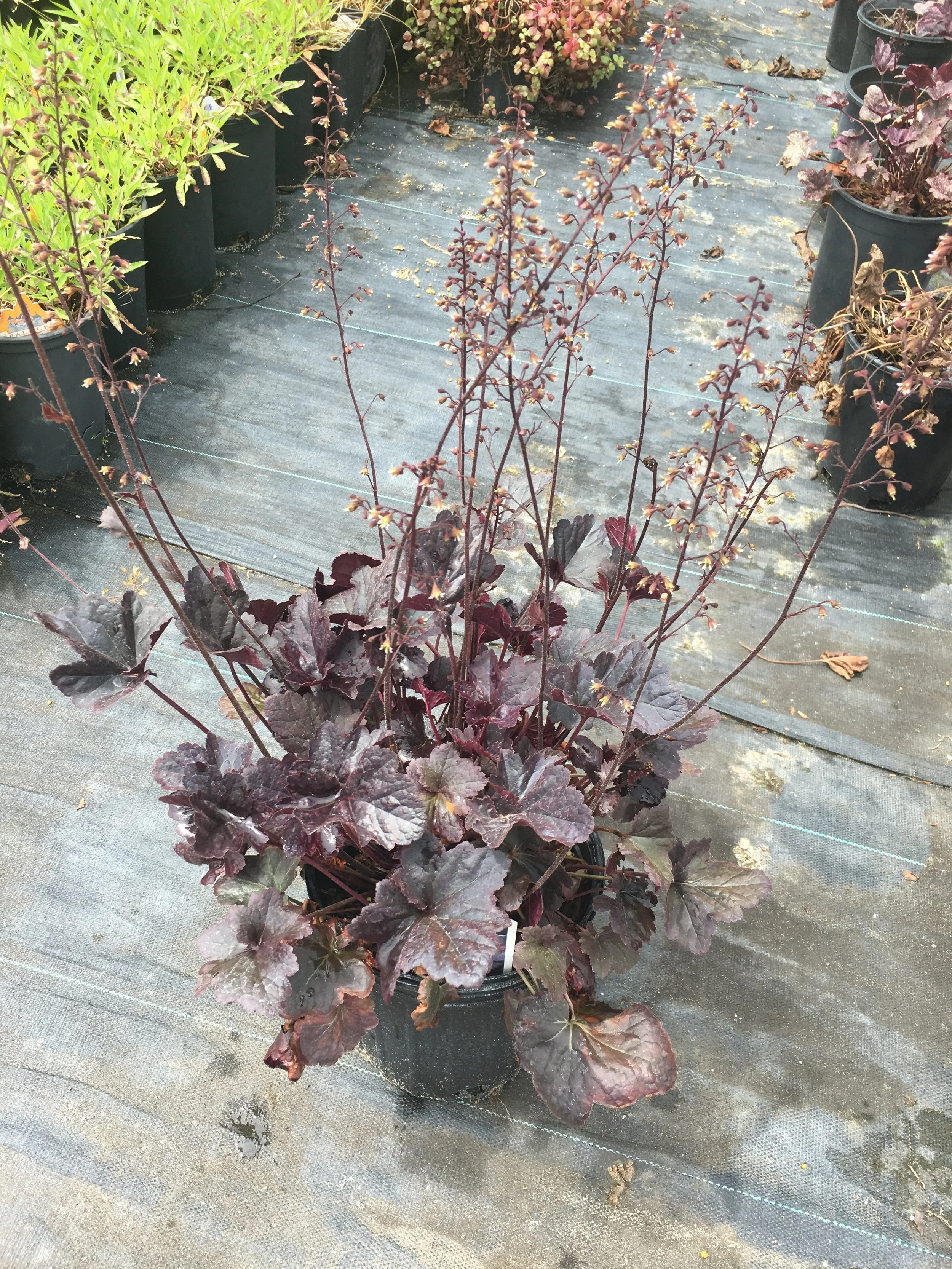 Heuchera 'Obsidian'.JPG