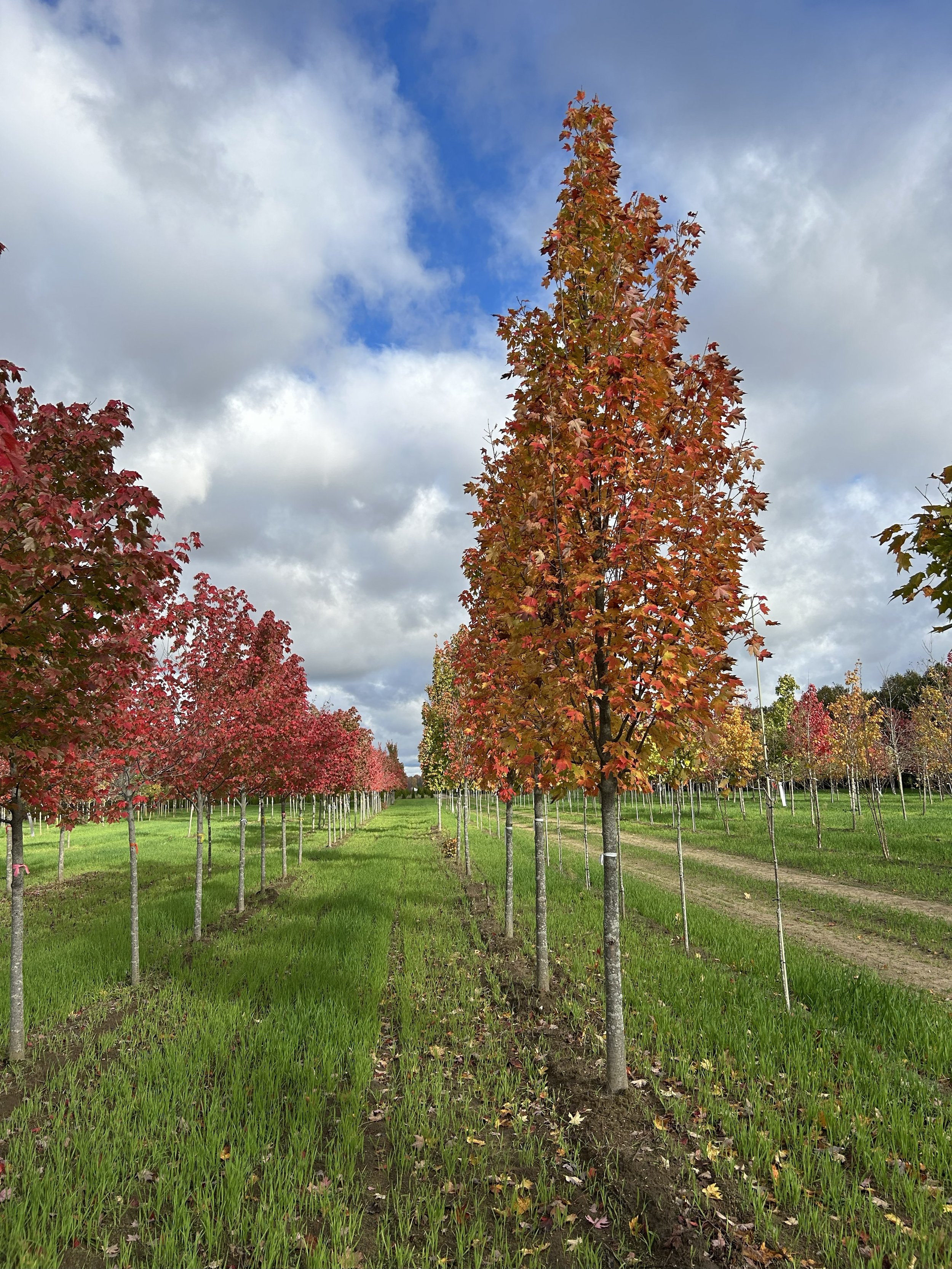 Armstrong Maple 1.jpeg