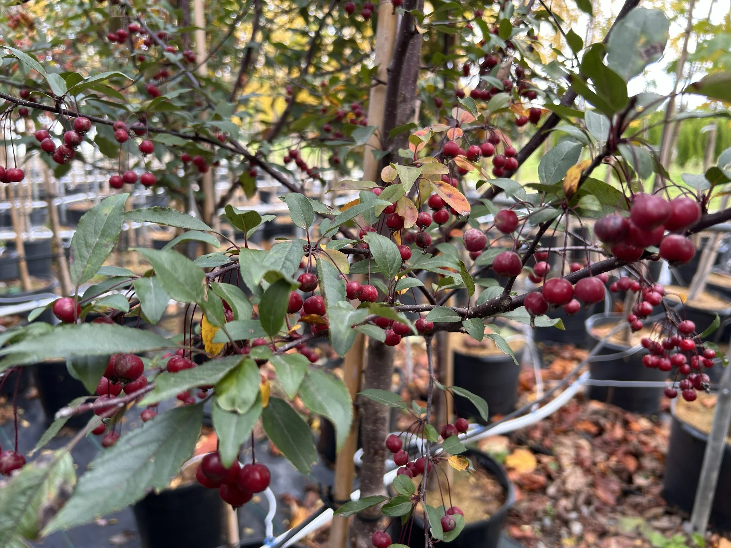 Royal Raindrops Crabapple .jpeg