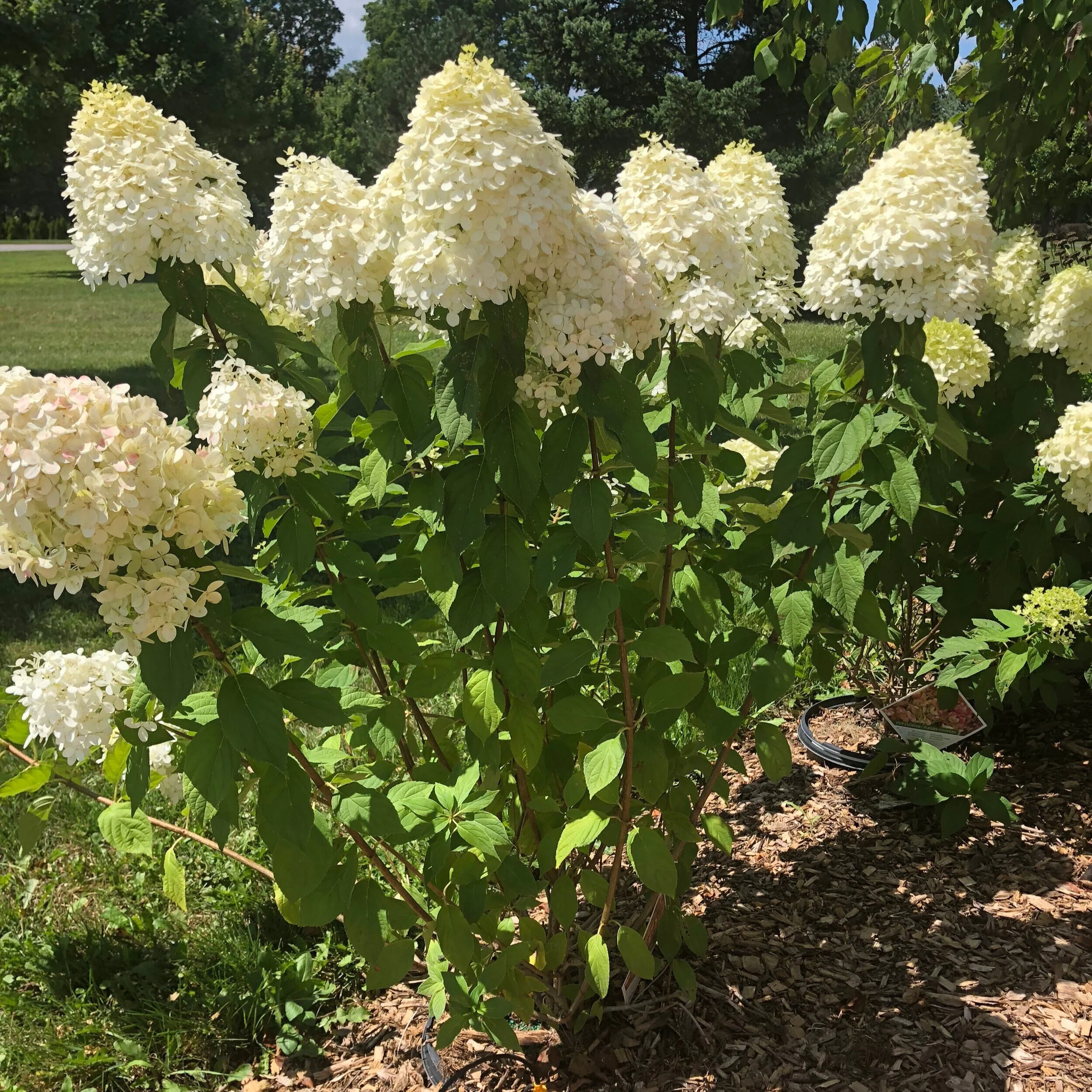 Limelight Hydrangea — Potters Road Nursery
