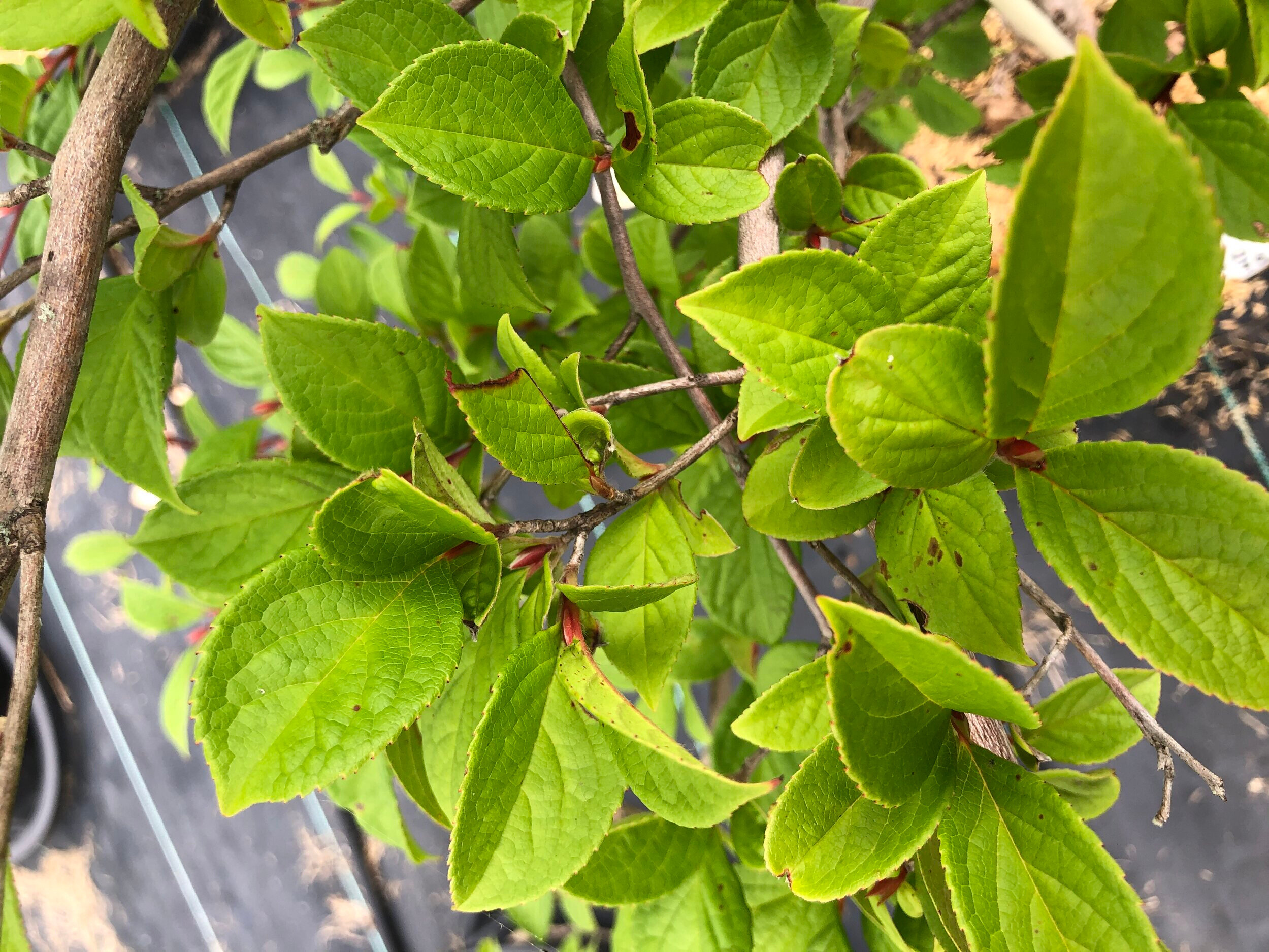 S.+pseudocamellia%2C+3.jpg
