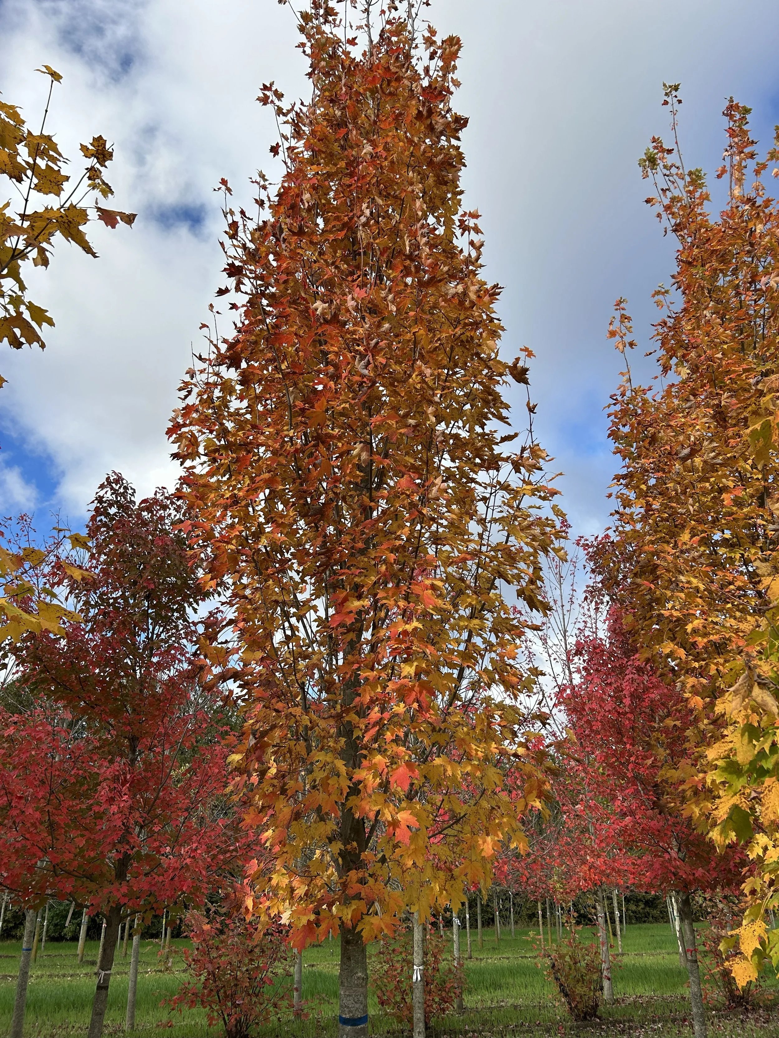 Armstrong Maple 2.jpeg