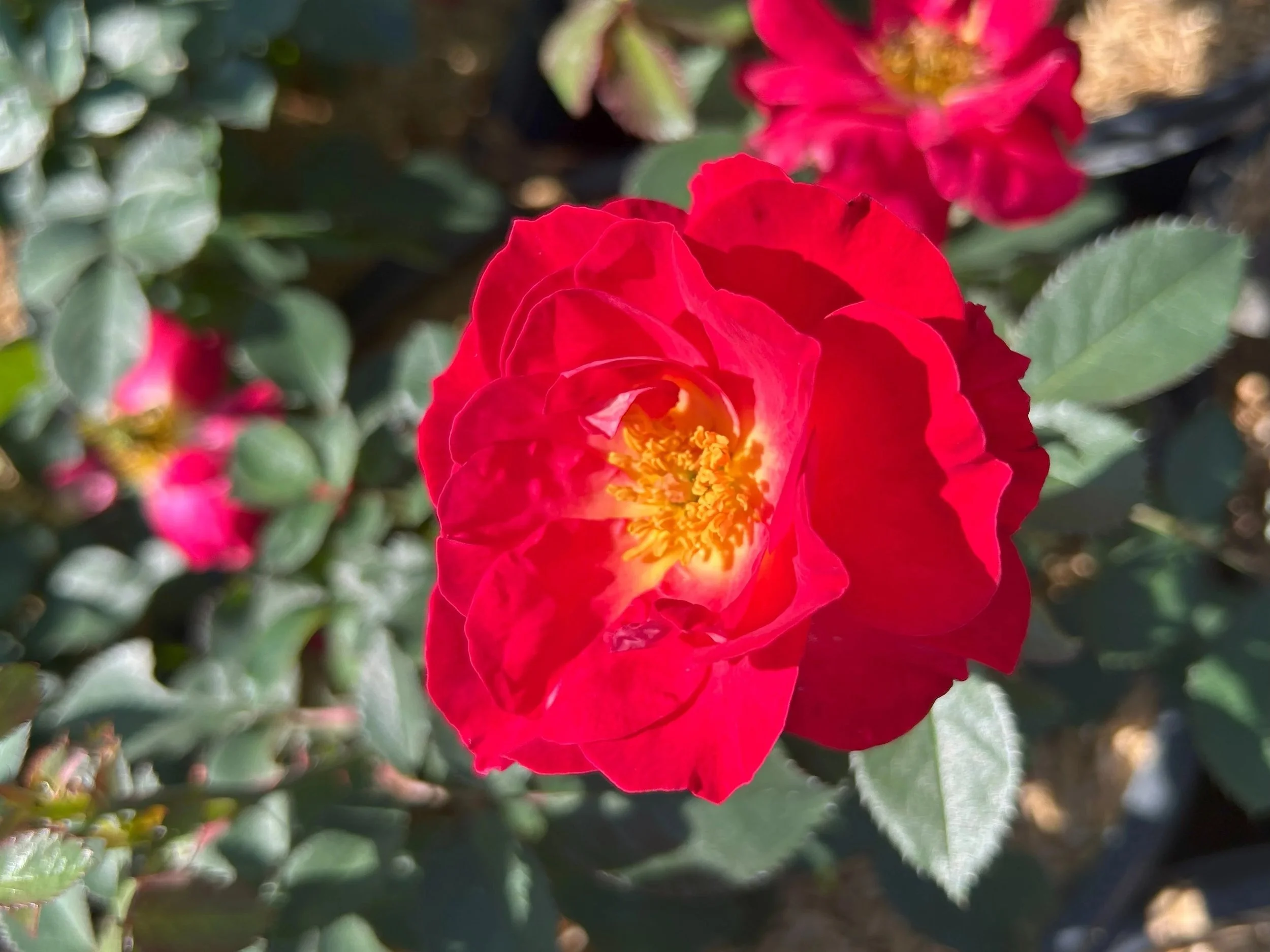 Cinnamon+Heart+Rose+3.jpg