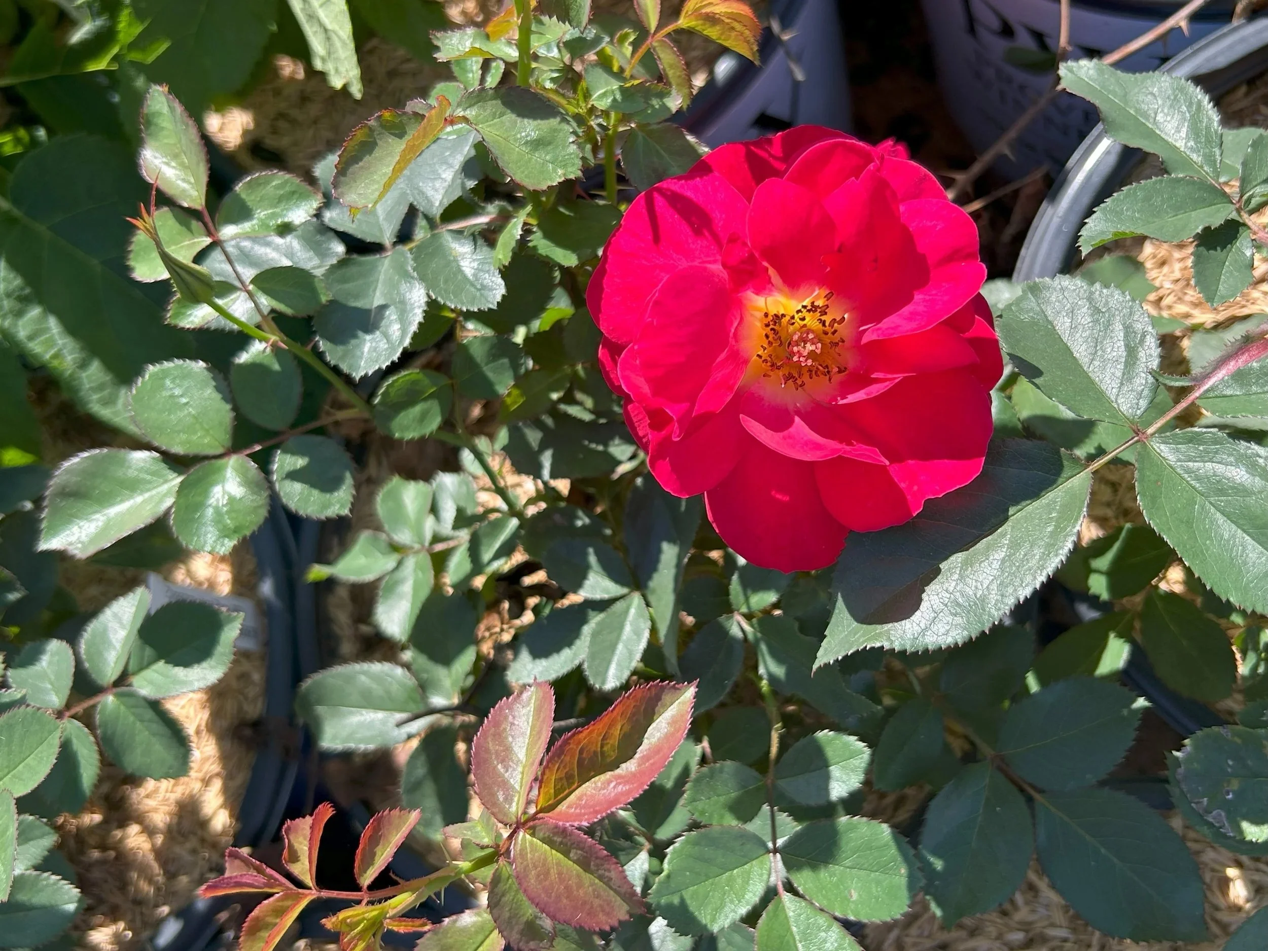 Cinnamon+Heart+Rose+1.jpg