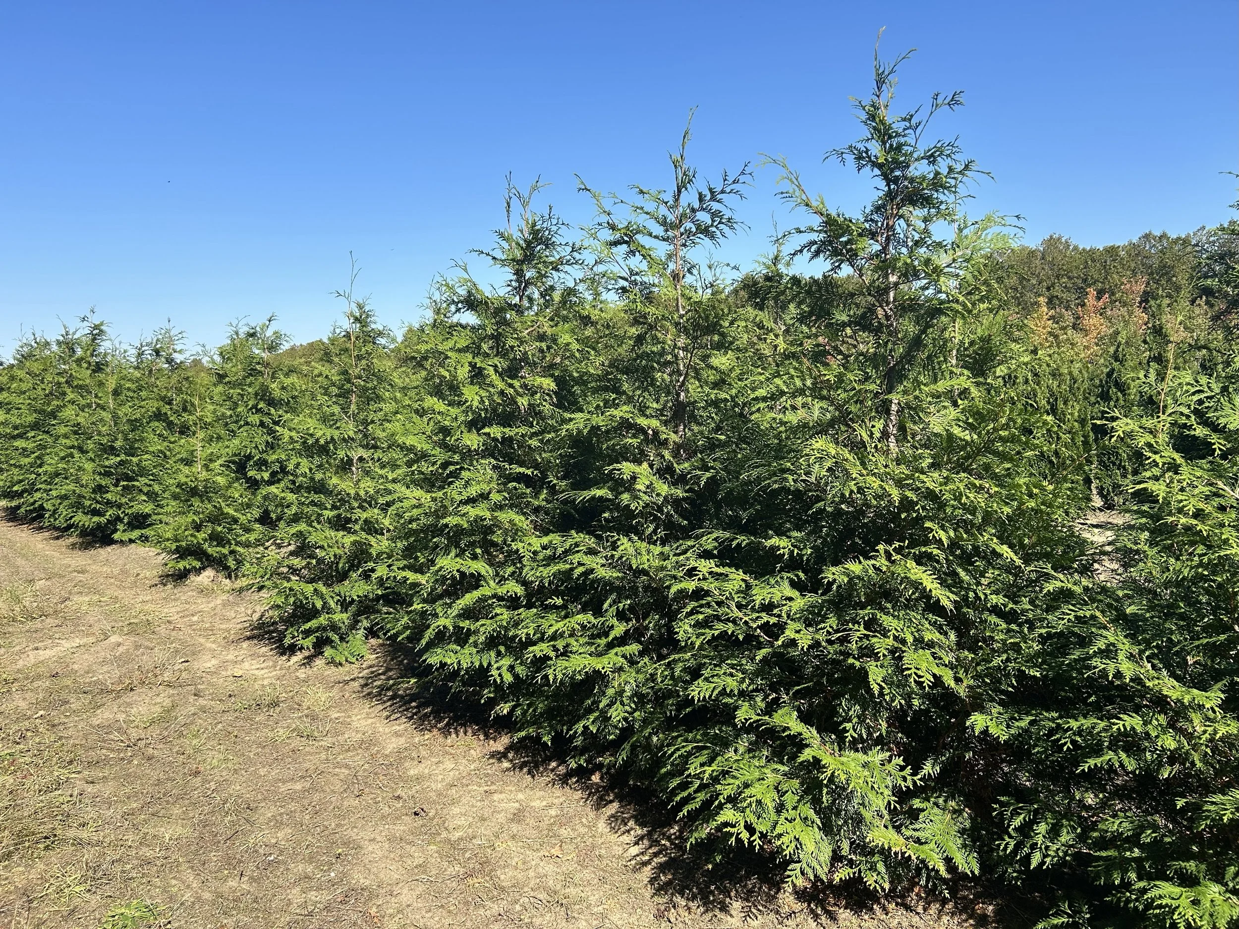 Green Giant Cedar.jpeg