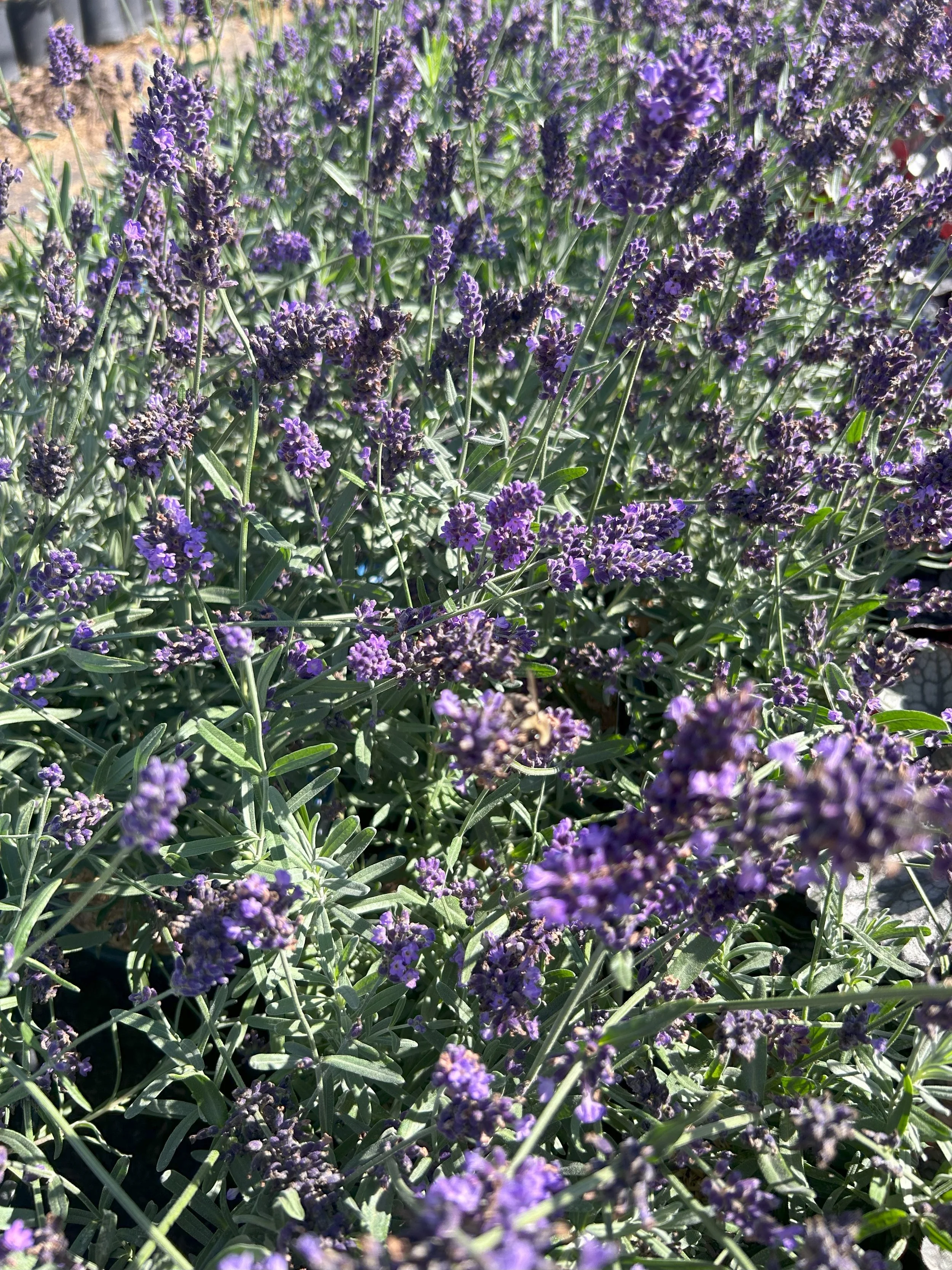 SuperBlue Lavender.jpeg