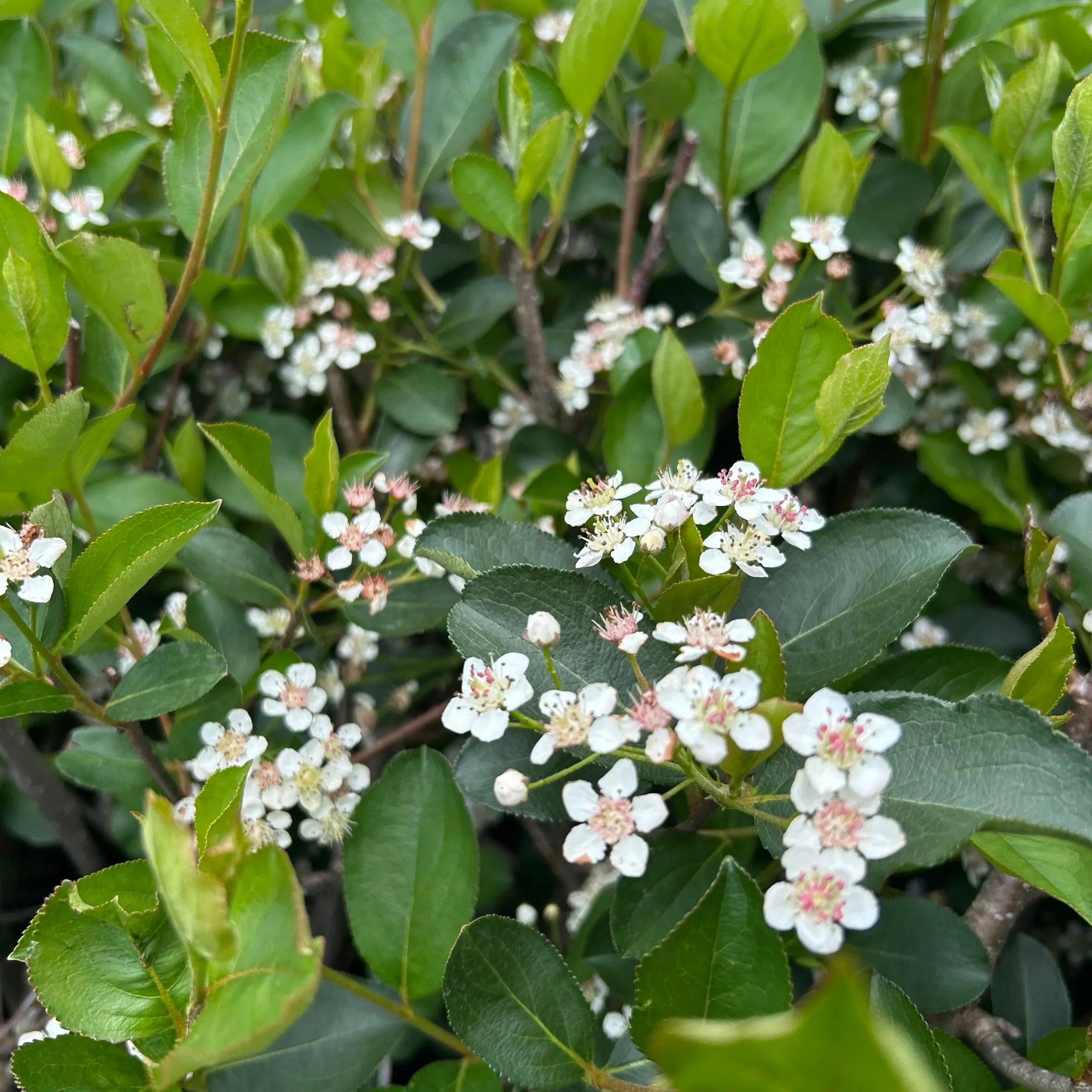 Small buds on branches