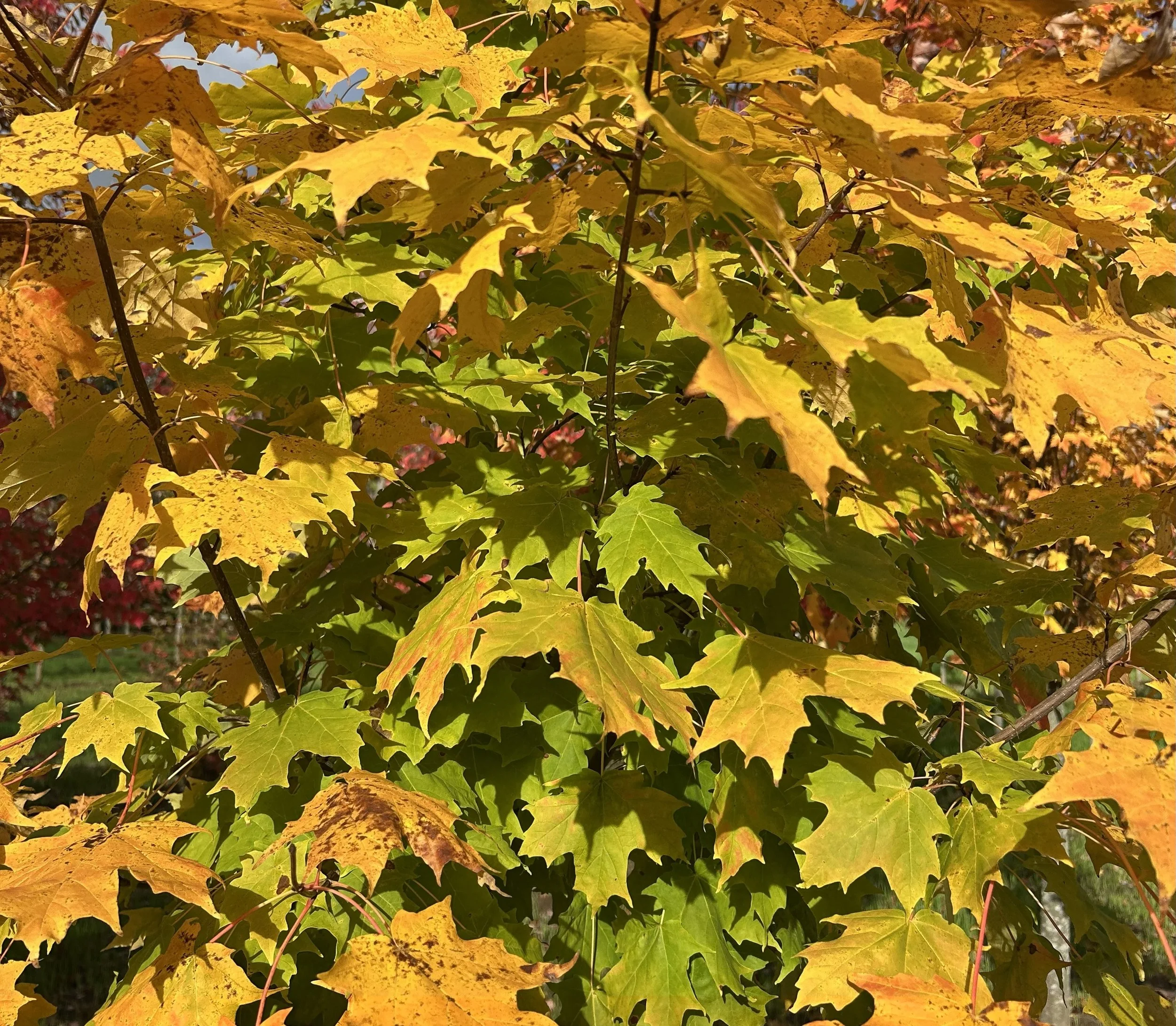Sugar Maple.jpeg