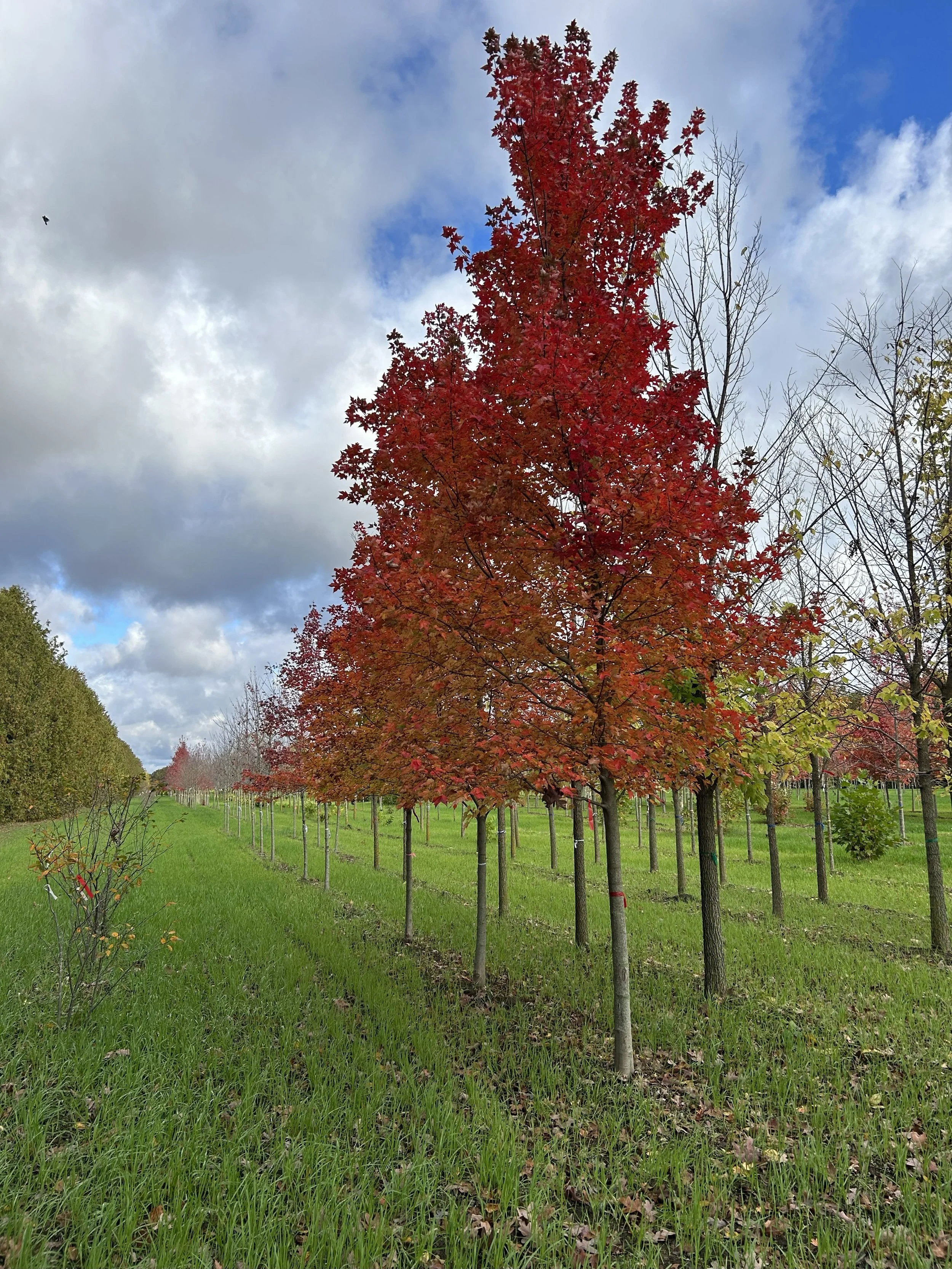 Redpointe Maple.jpeg