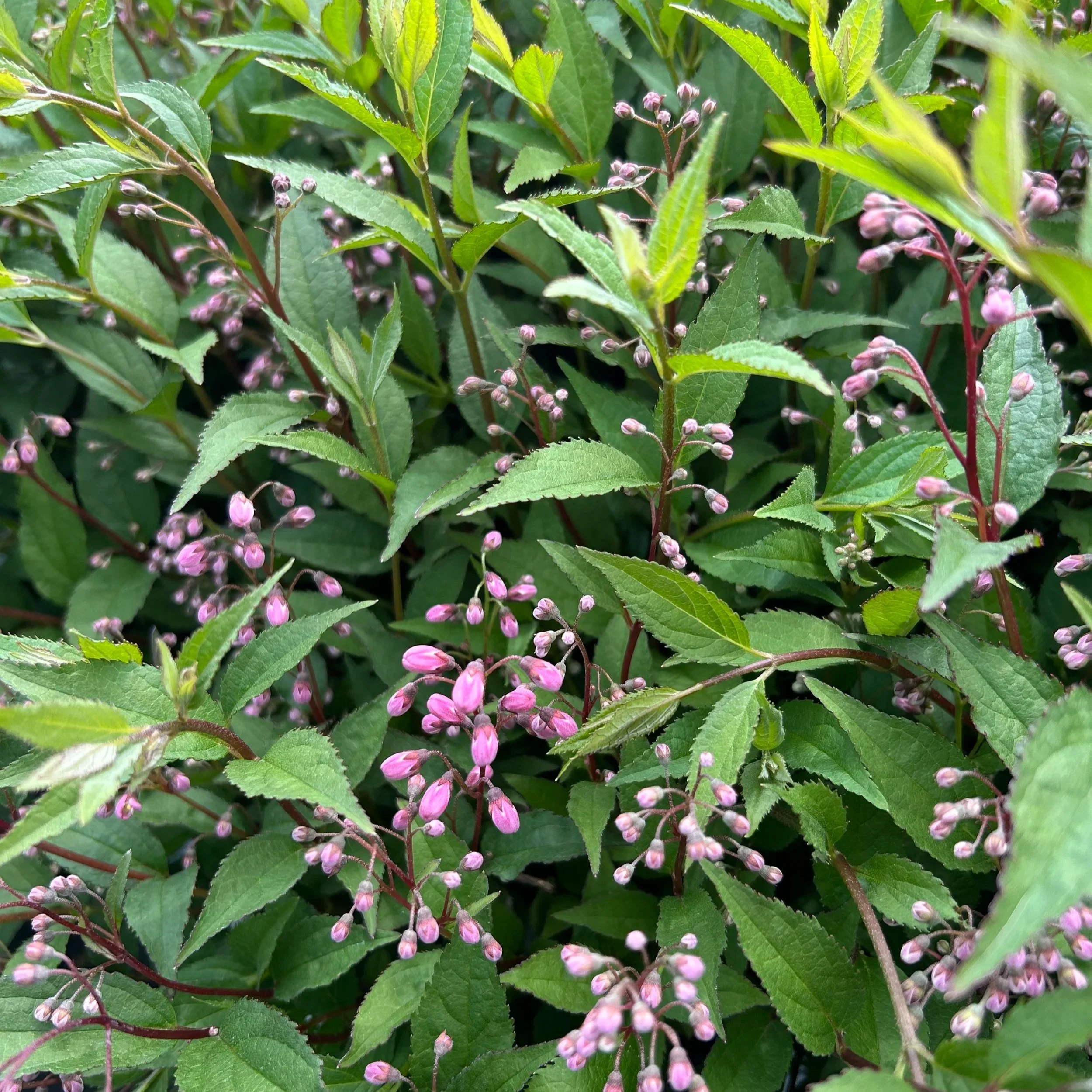 Rose pink buds