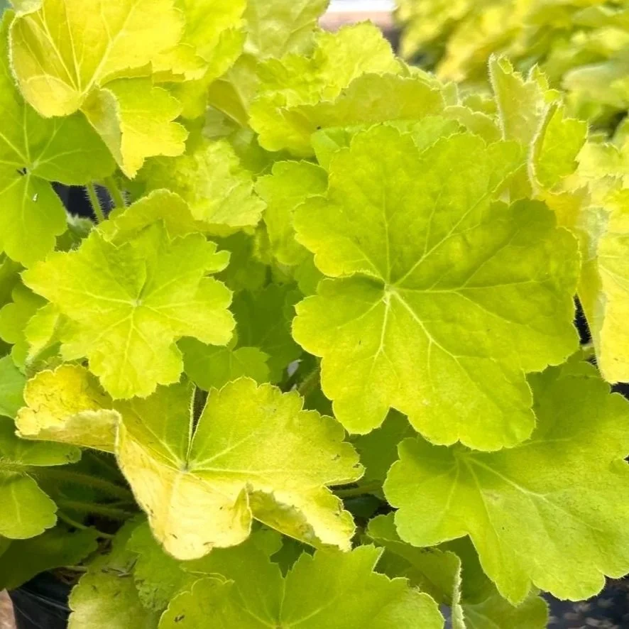 Citronelle