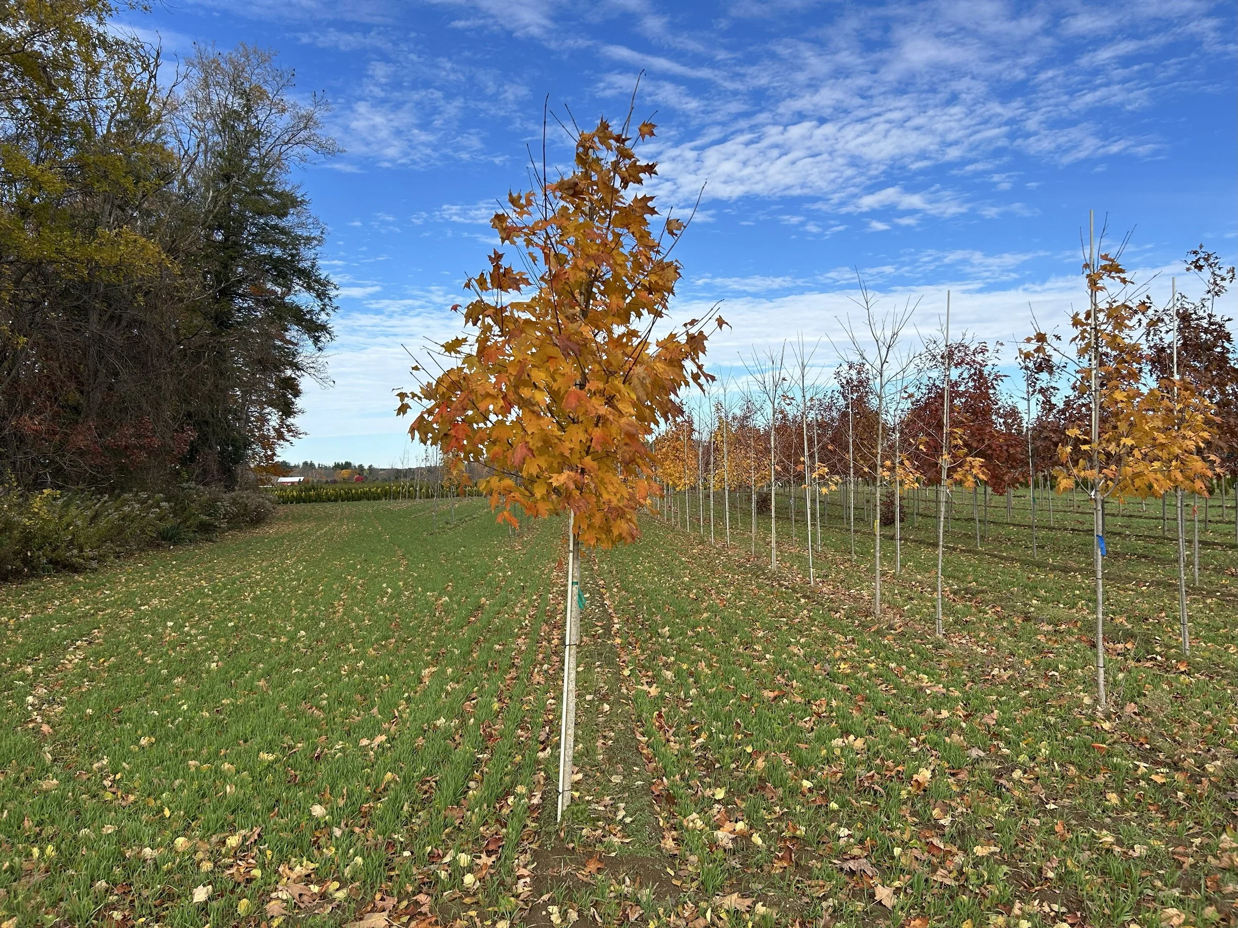 Green Mountain Sugar Maple 1.jpeg