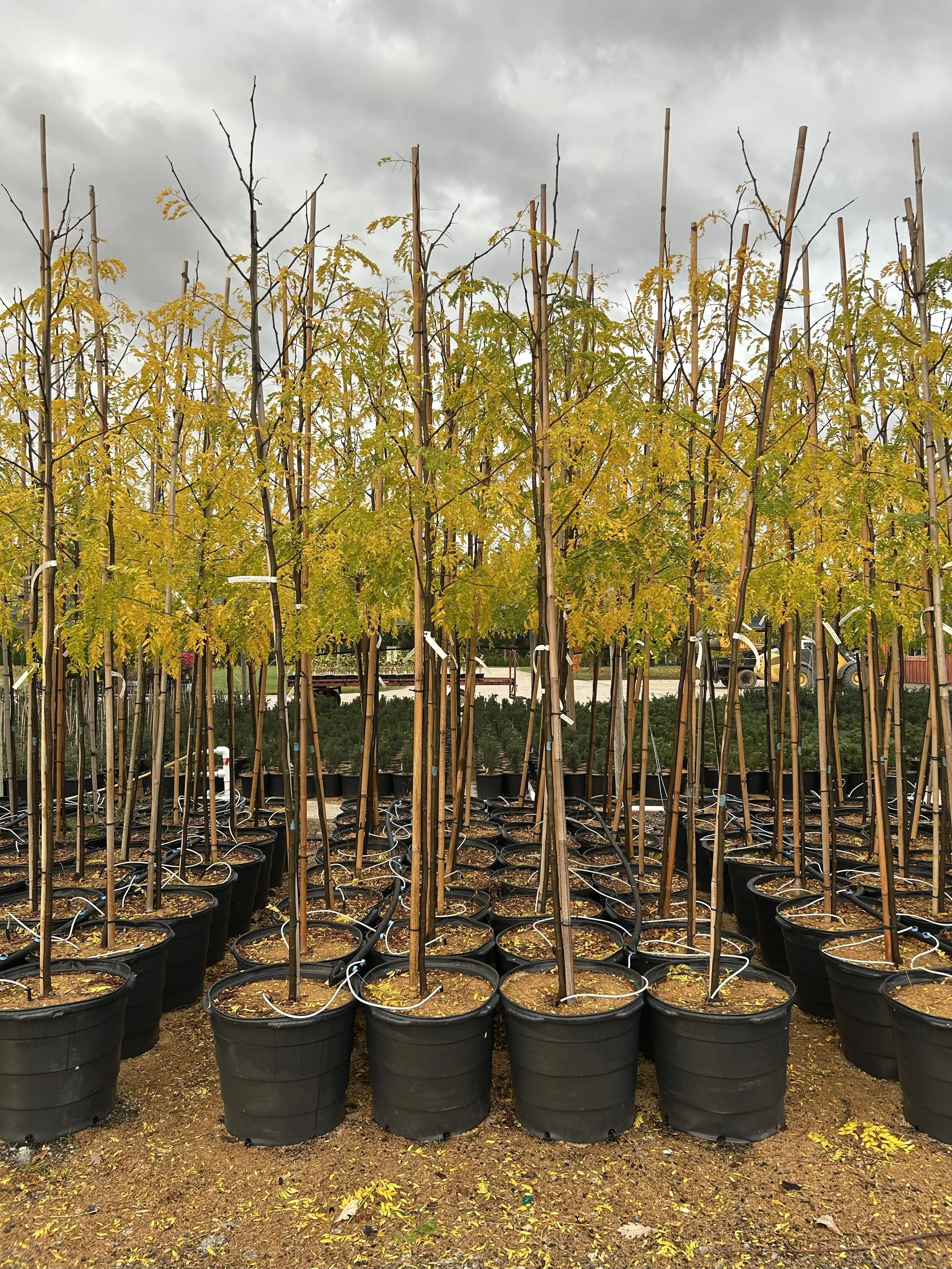 Skyline Honeylocust 3.jpeg