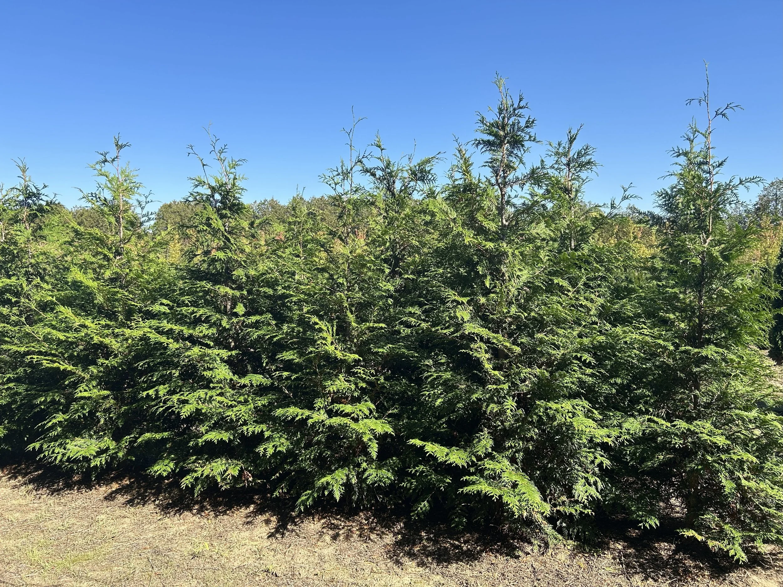 Green Giant Cedar 1.jpeg