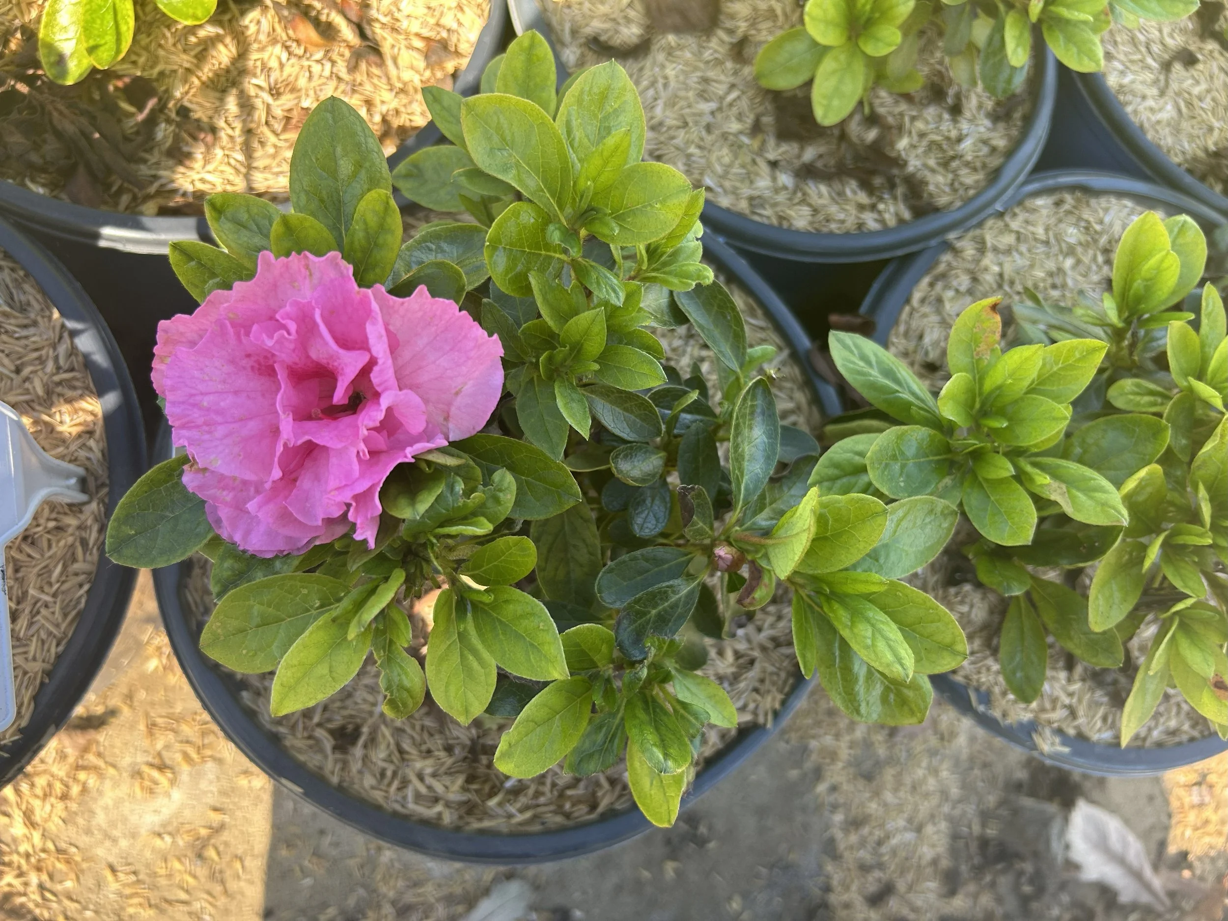 Ever After Pink 1 .jpeg