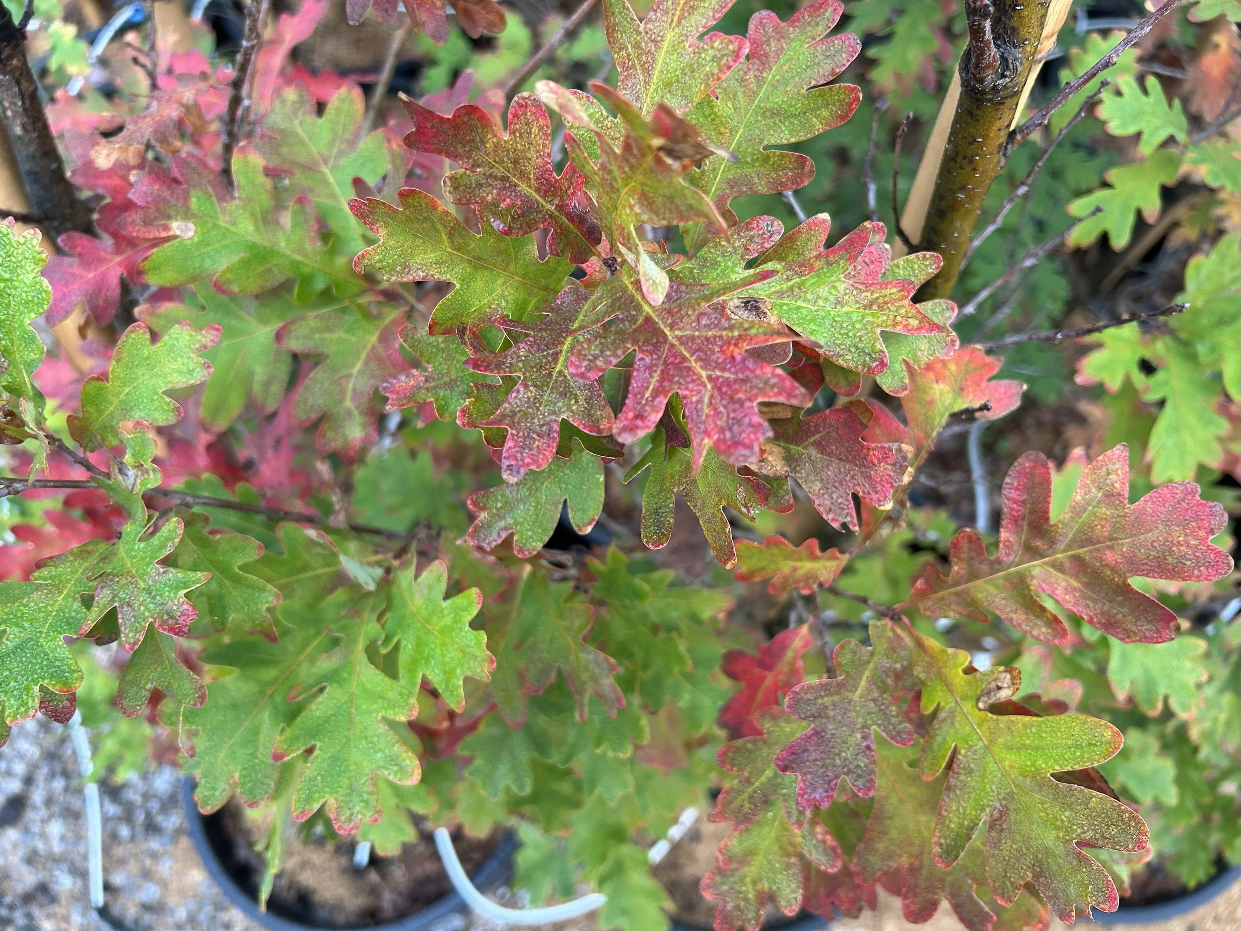 Crimson Spire Oak 1.jpeg