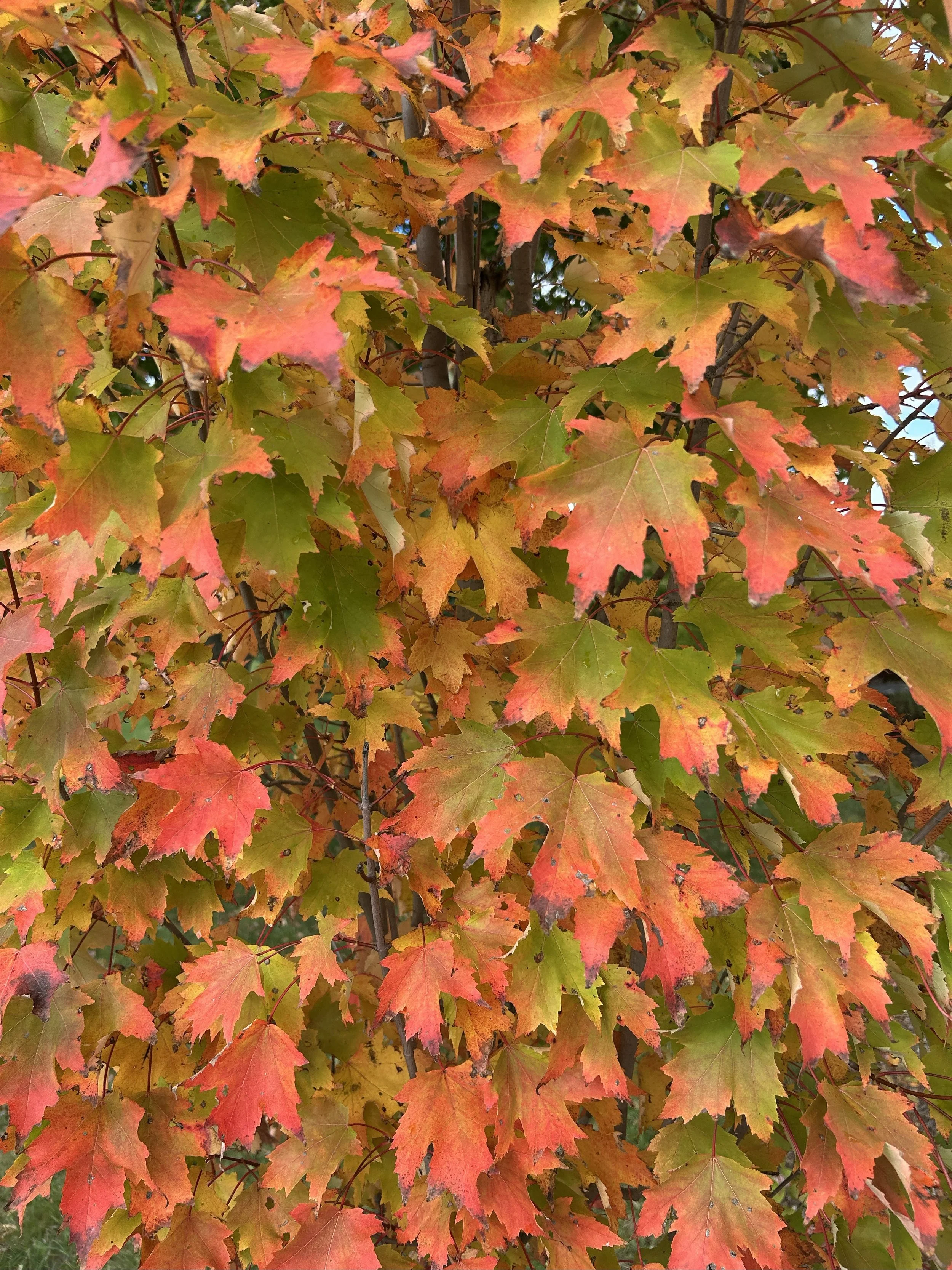 Armstrong Gold Maple.jpeg