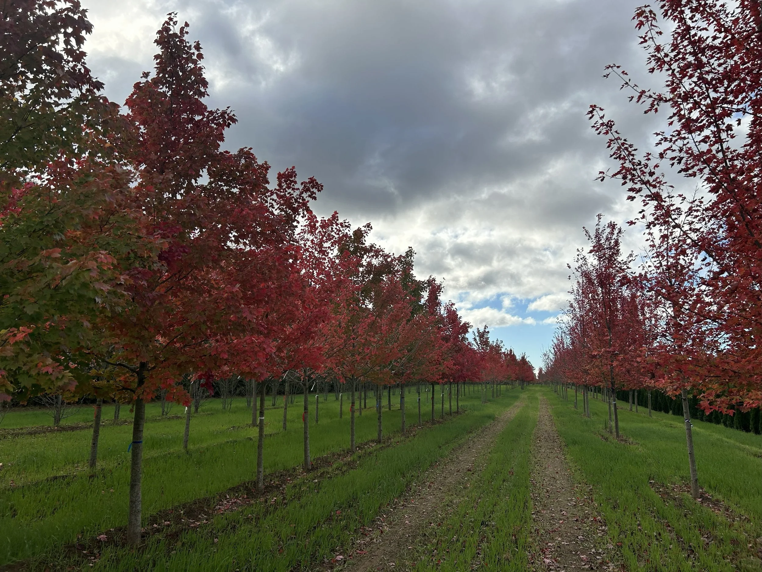 October Glory Maple.jpeg