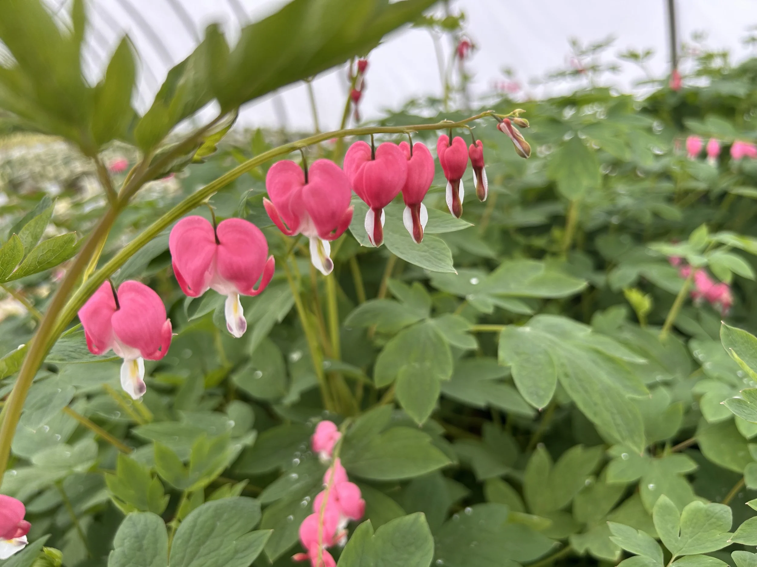 Bleeding Heart