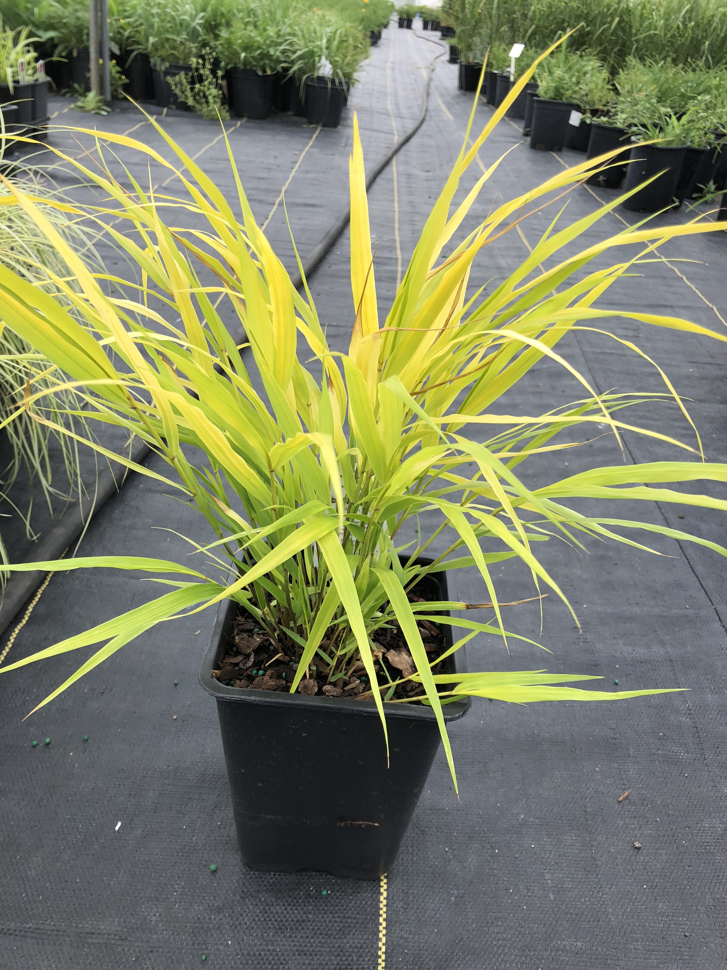 H. 'Aureola', 10.JPG