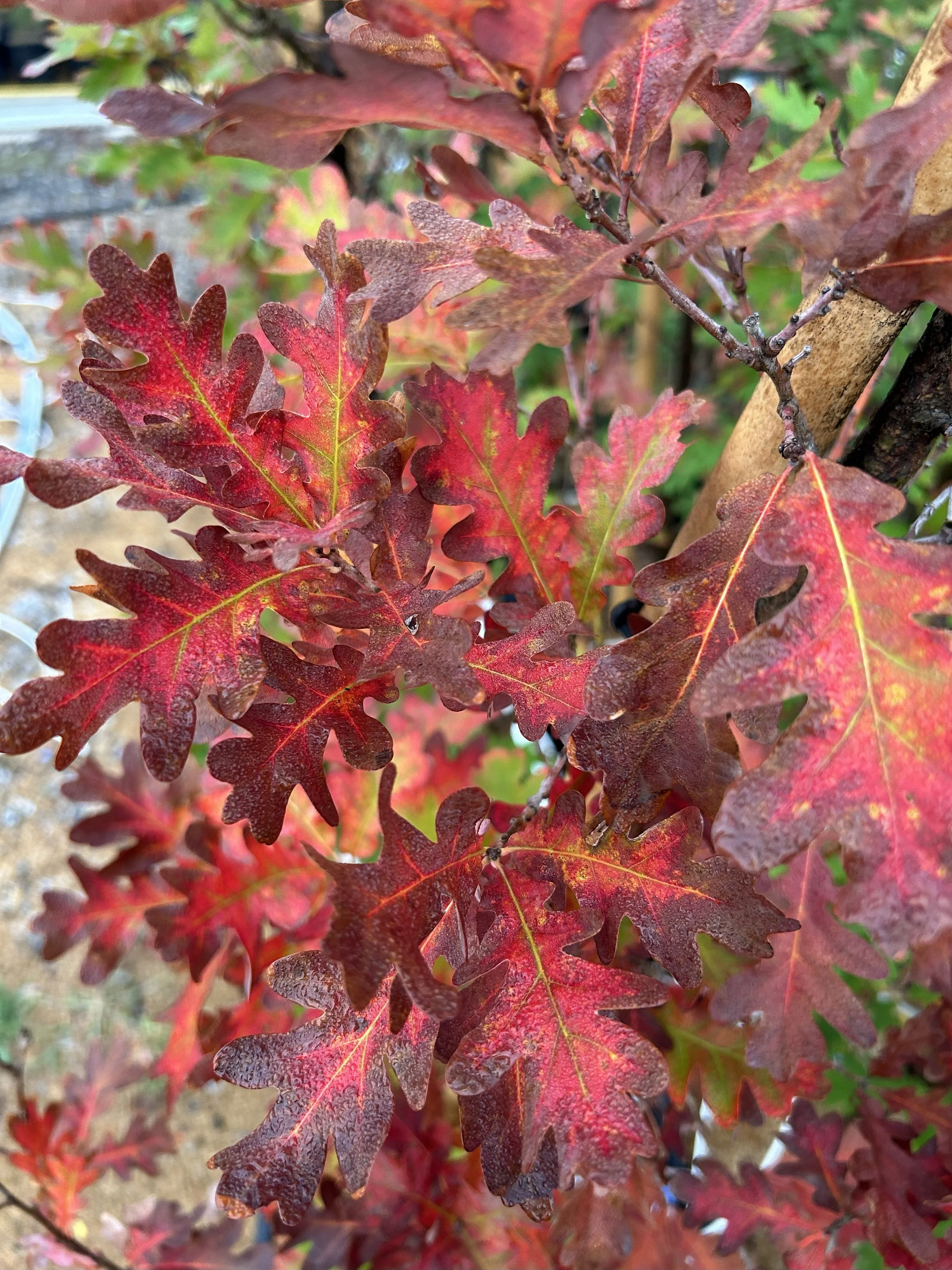 Crimson Spire Oak 4 .jpeg