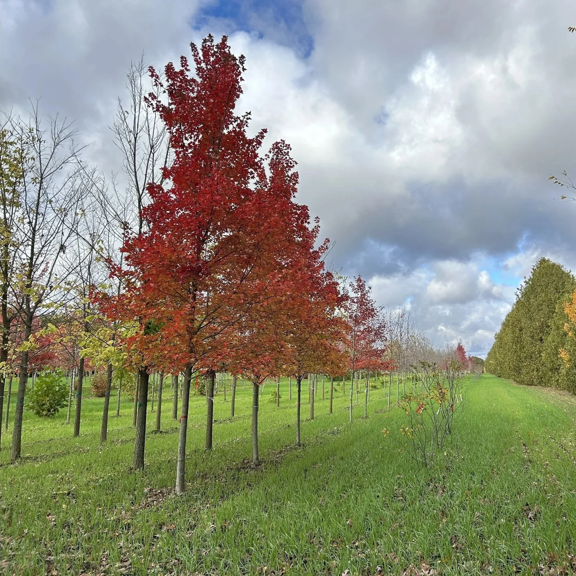 Redpointe Maple 1.jpg