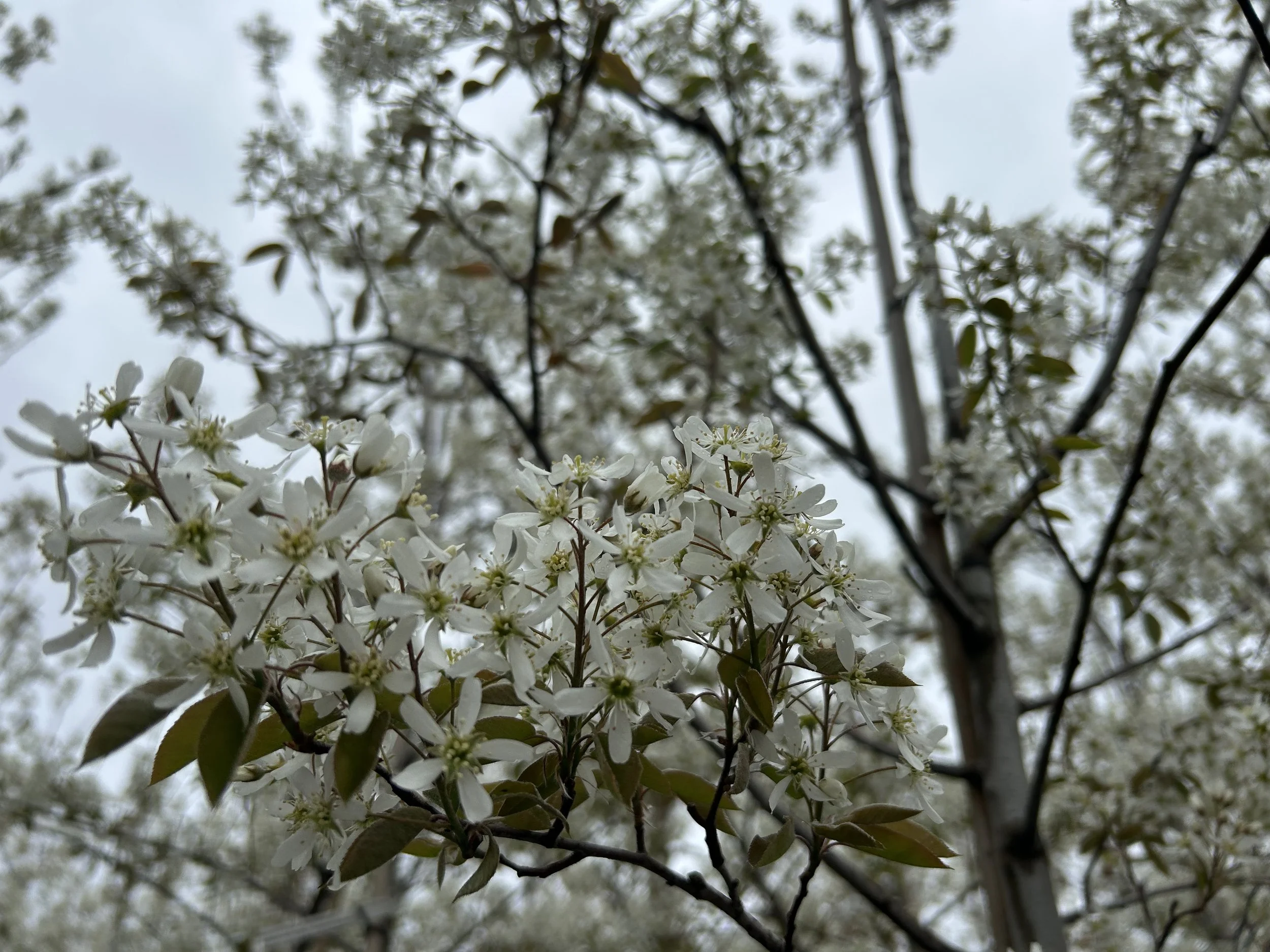 Small buds on branches