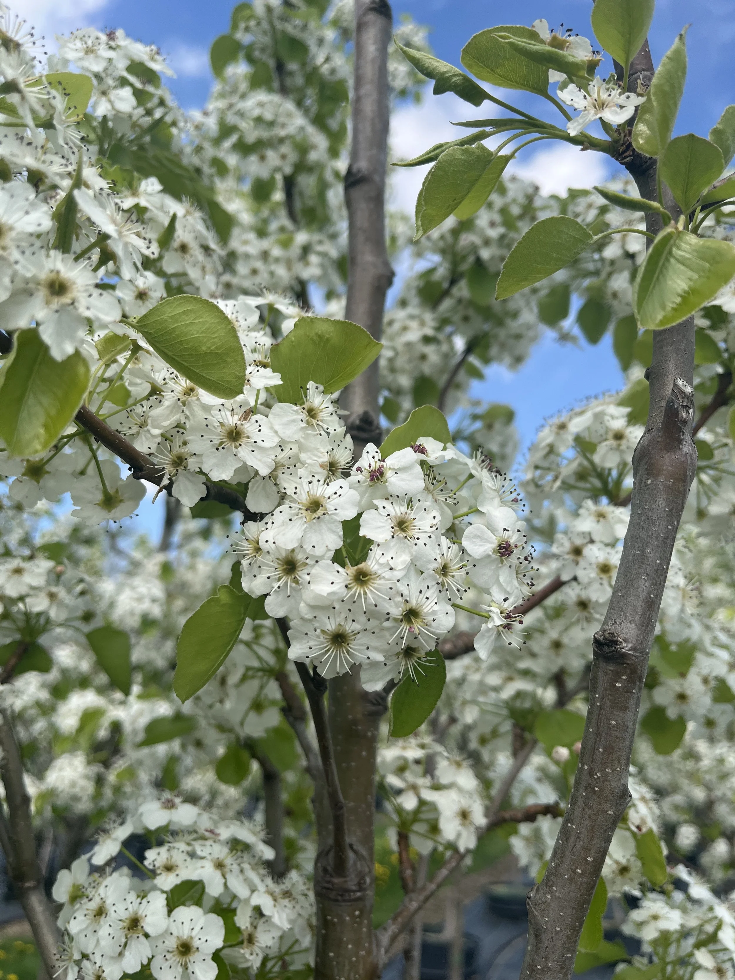 Green foliage