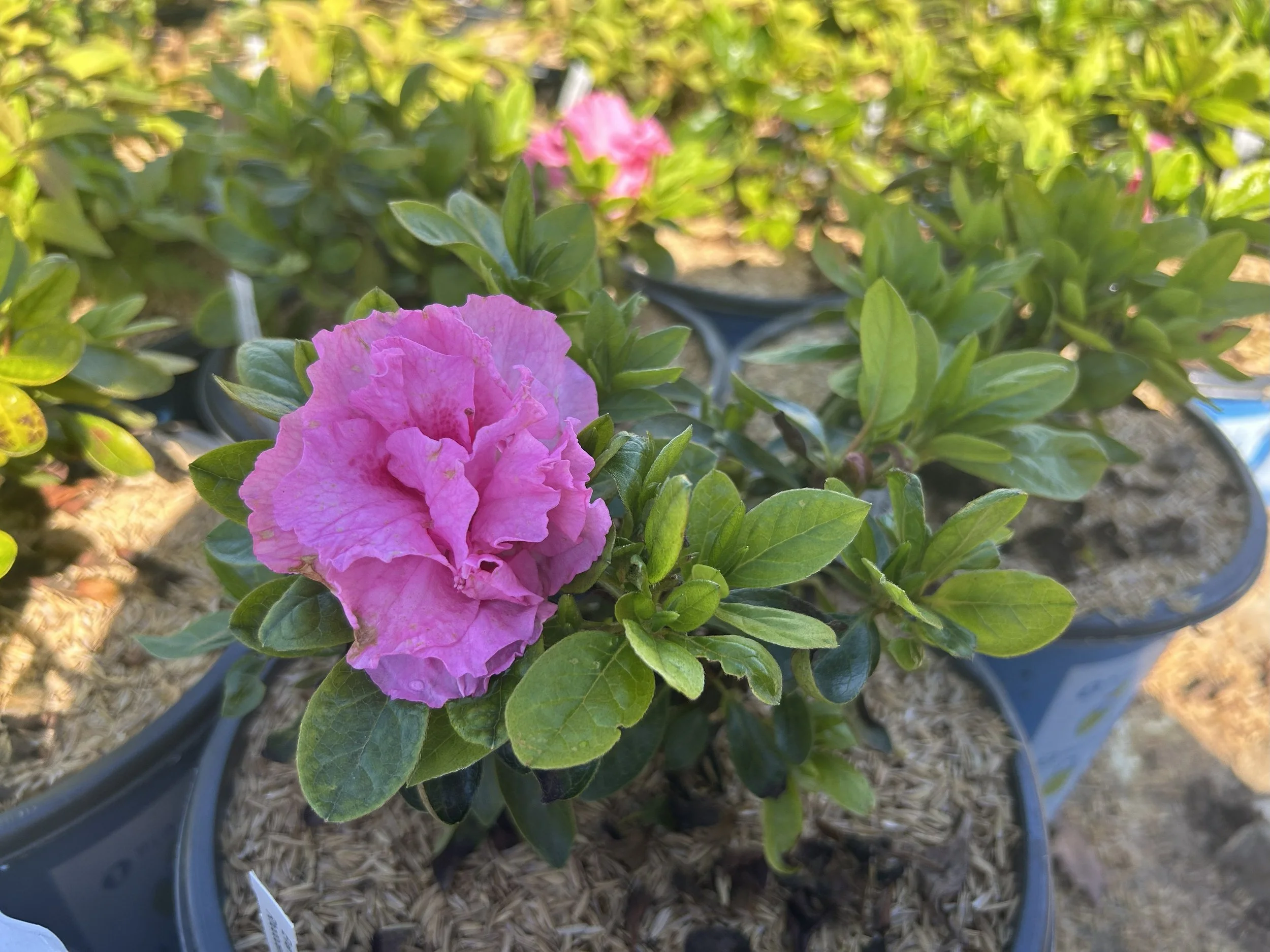 Ever After Pink.jpeg