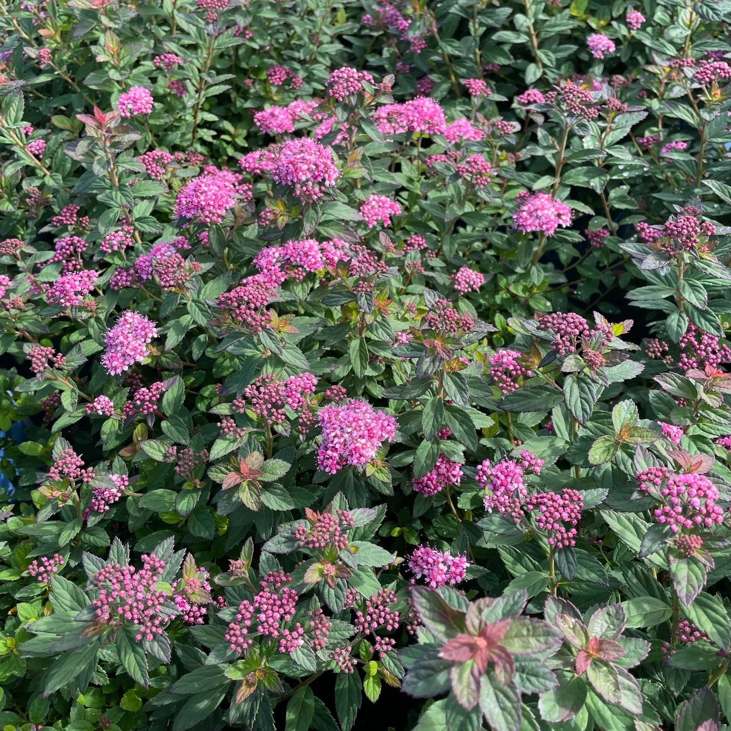 Poprocks® Petite Spirea