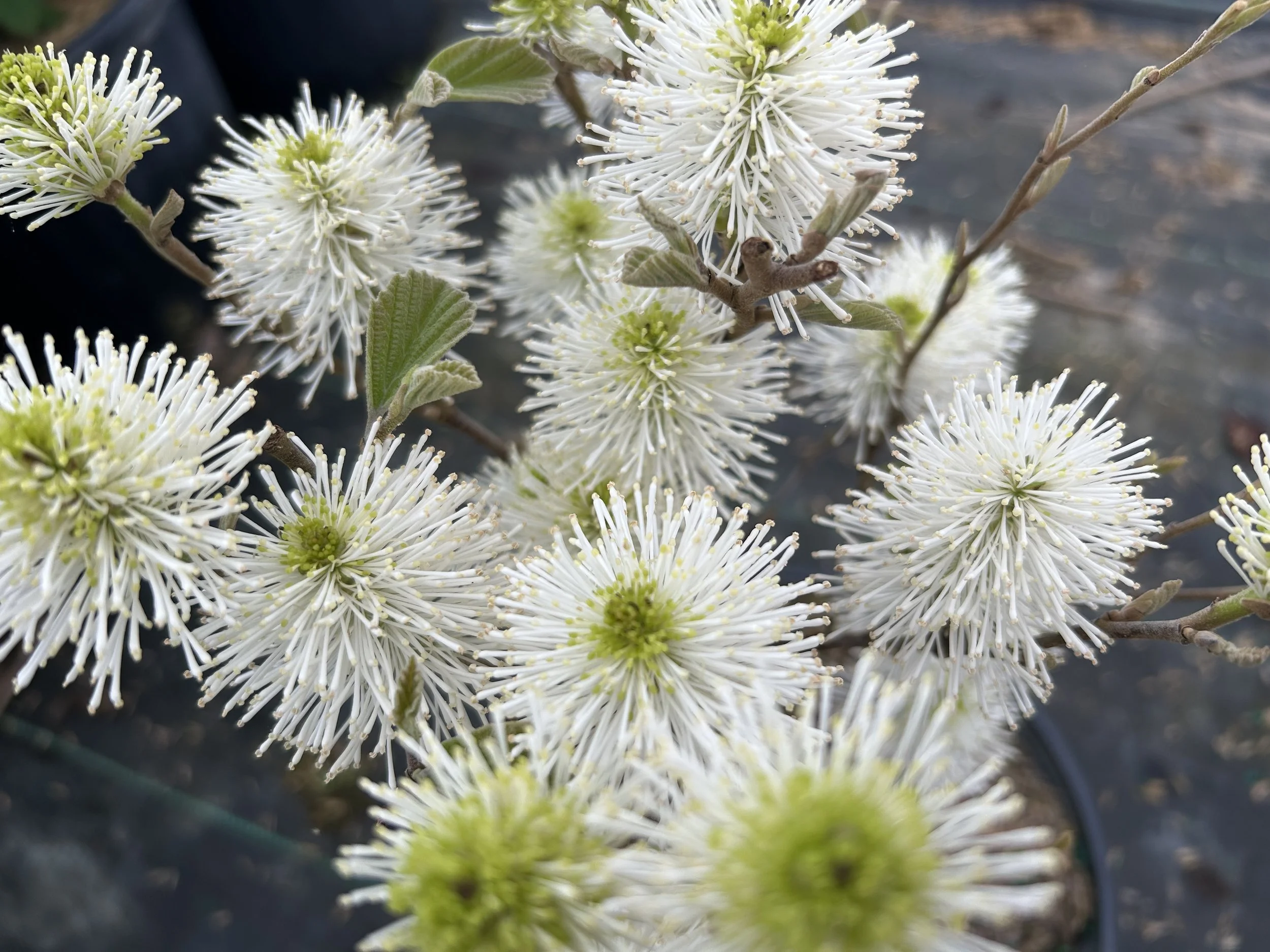 Dwarf Fothergilla