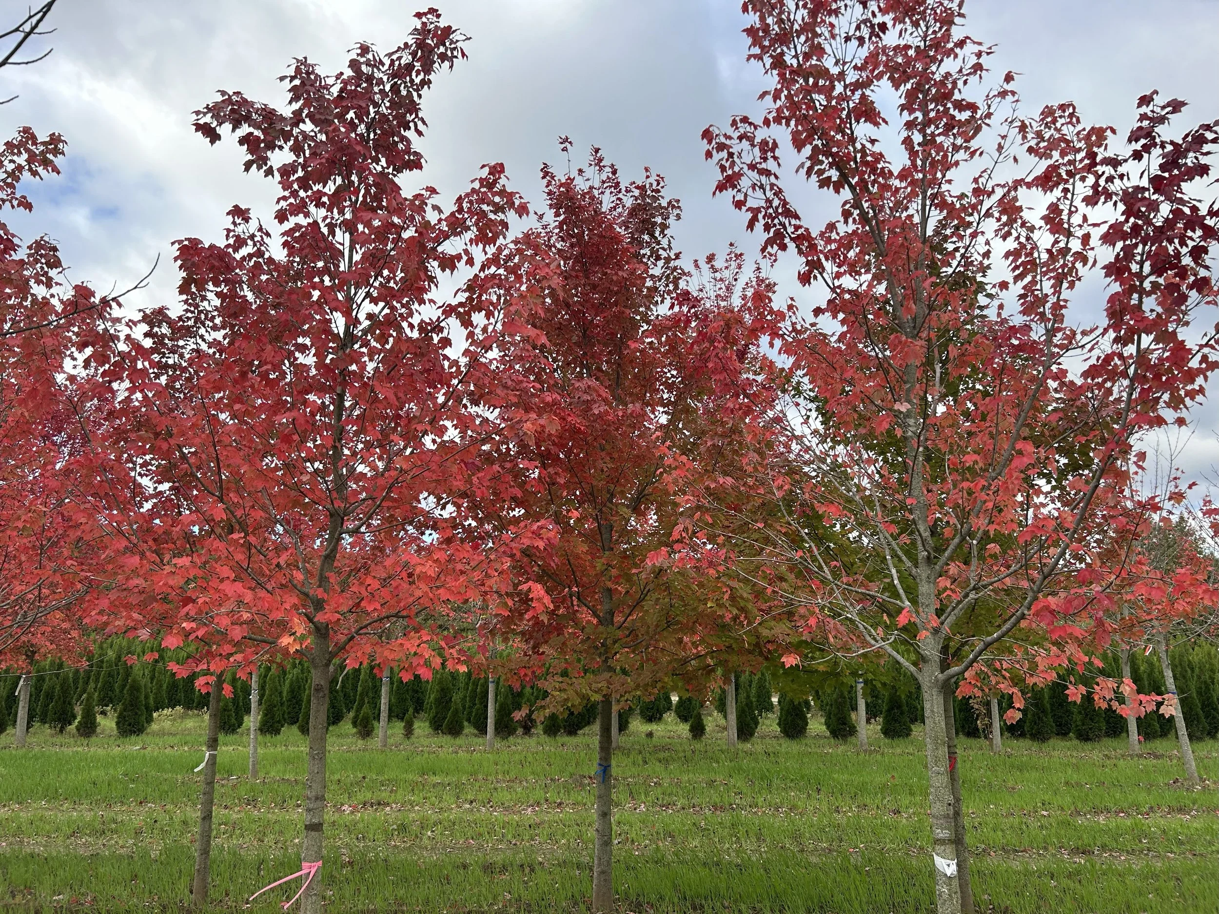 October Glory Maple 2 .jpeg