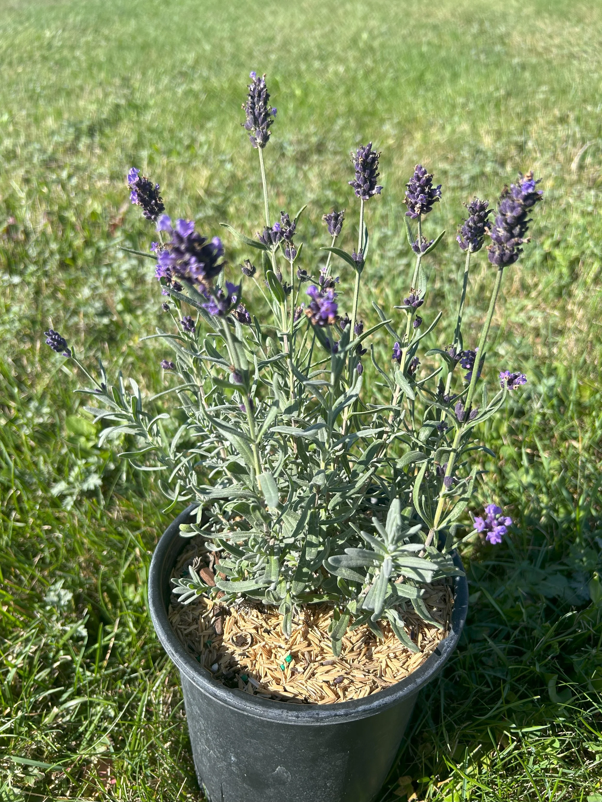SuperBlue Lavender 1.jpeg