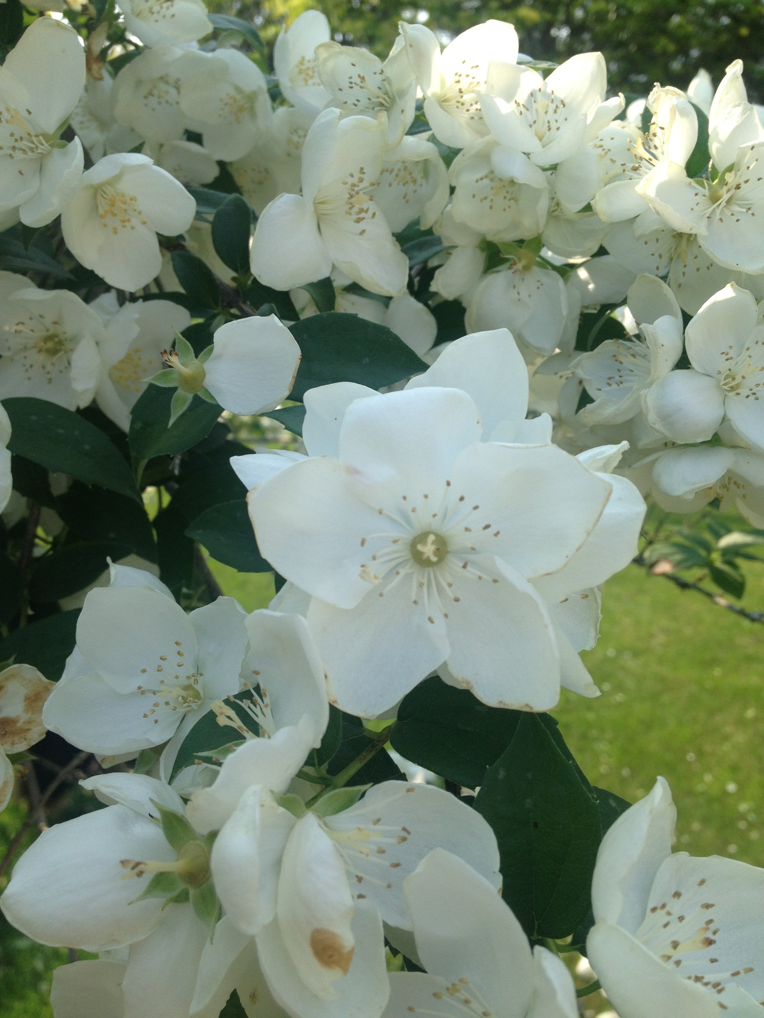 Snowbelle Mockorange