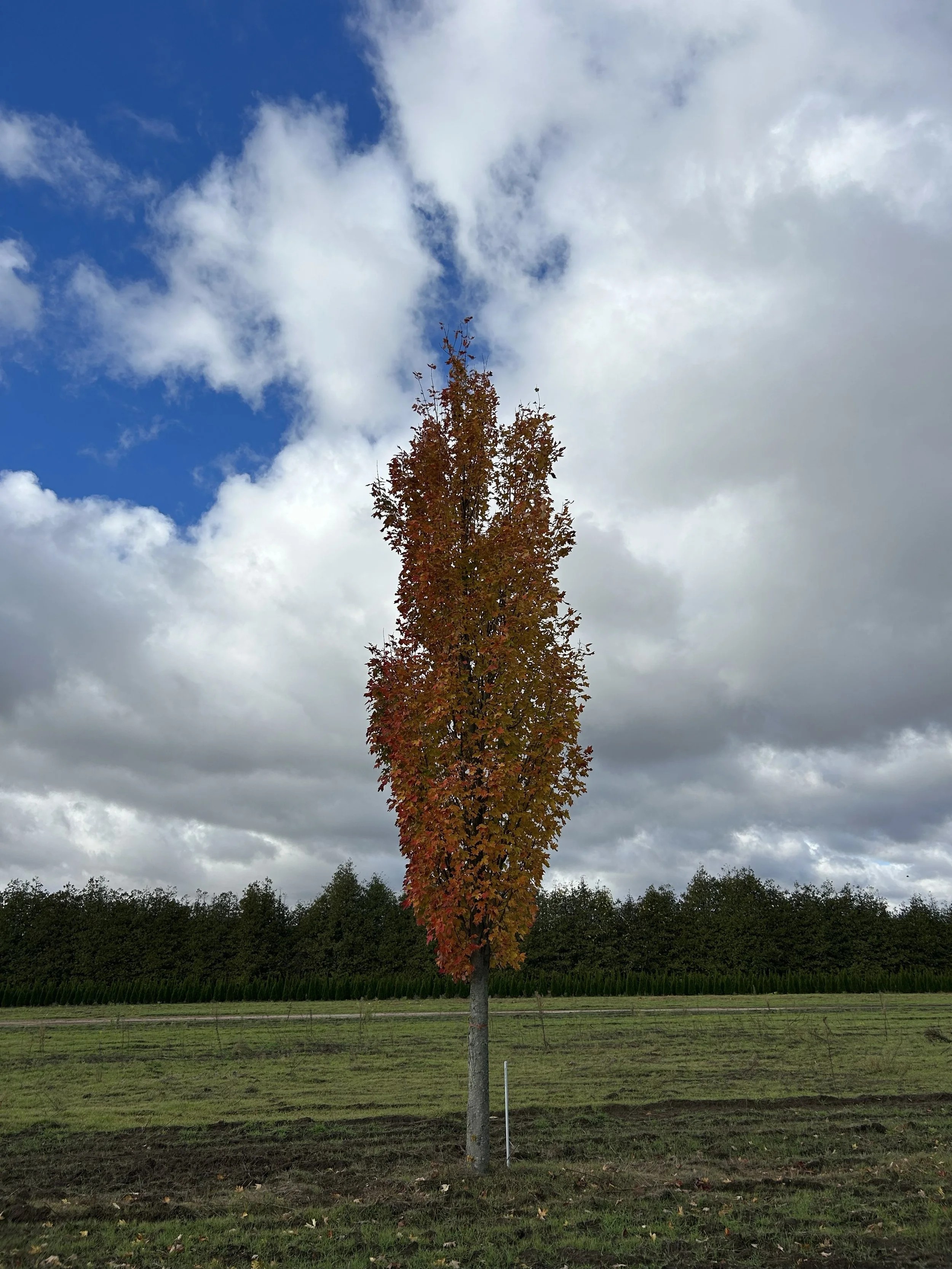 Armstrong Maple 4.jpeg