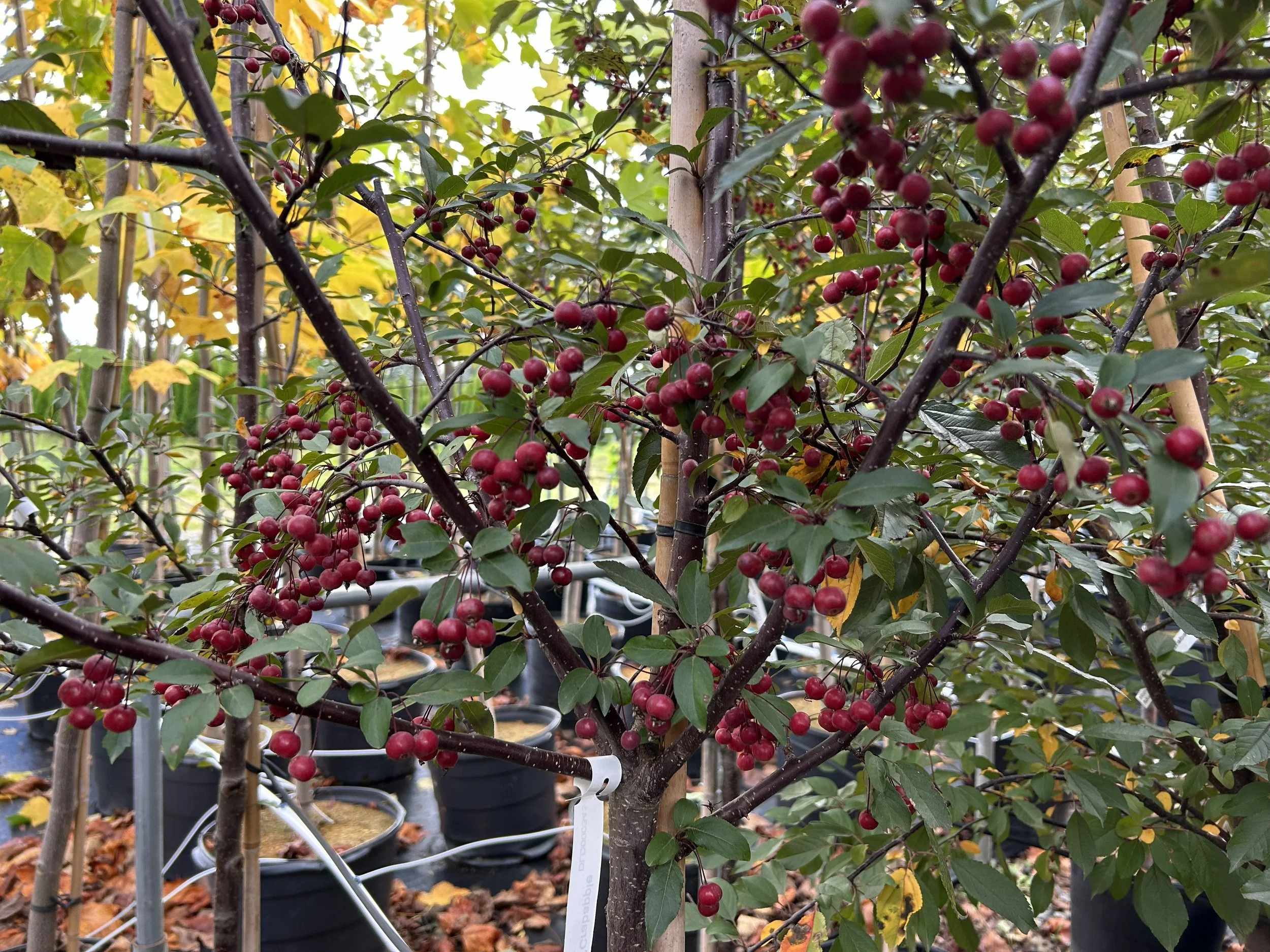 Royal Raindrops Crabapple 1.jpeg