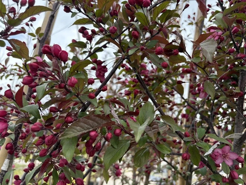 Green foliage
