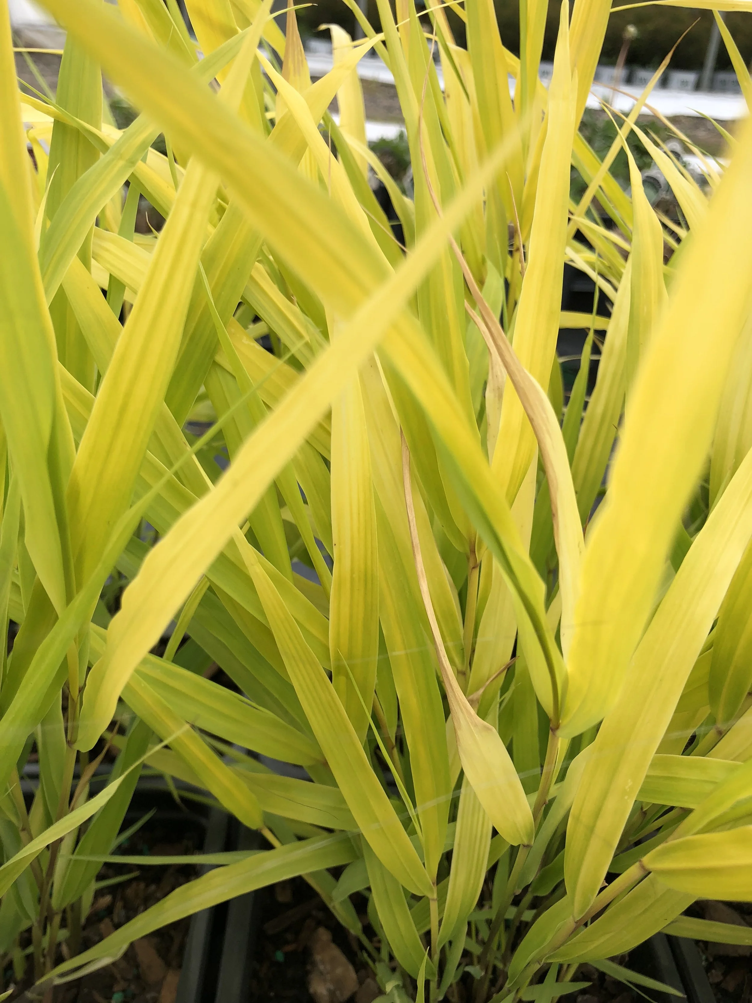 All Gold Japanese Forest Grass