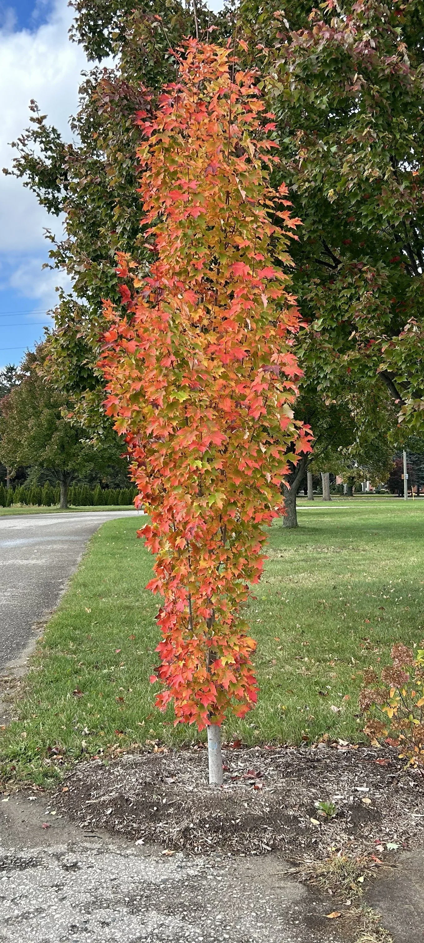 Armstrong Gold Maple 1 - Copy.jpeg