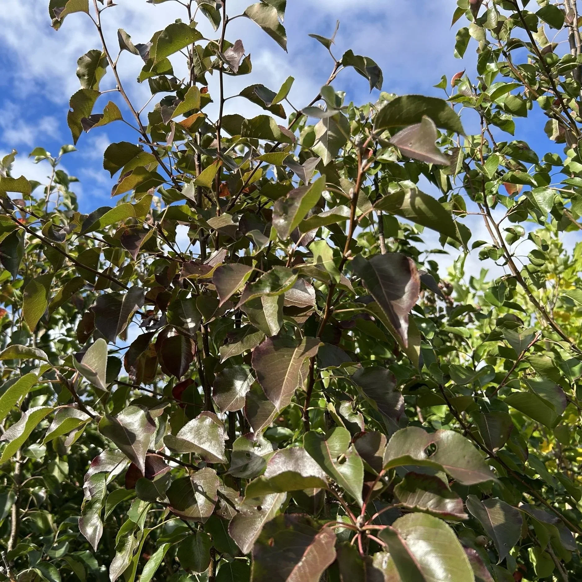 Chanticleer+Pear+2.jpg