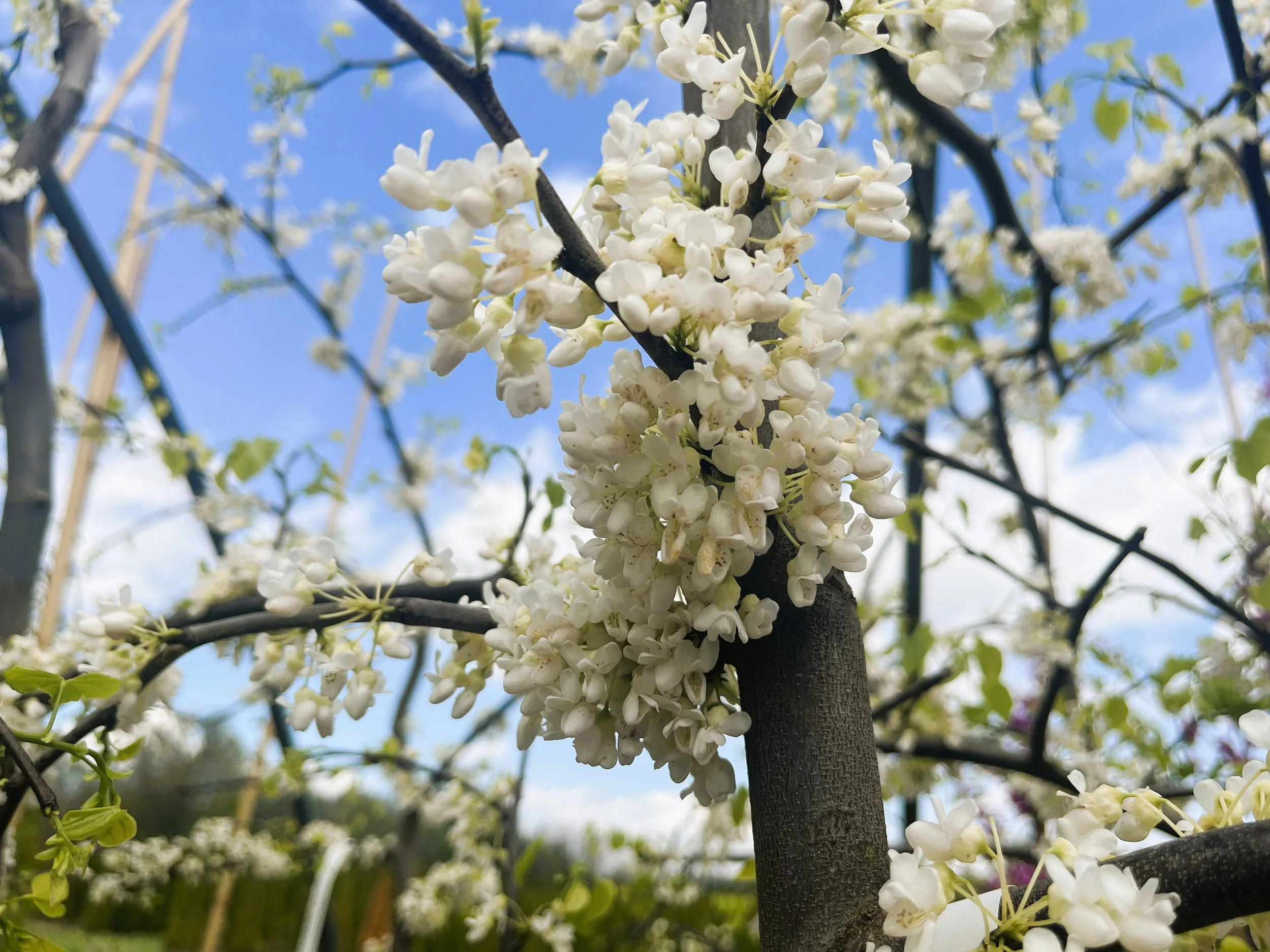 White flower buds