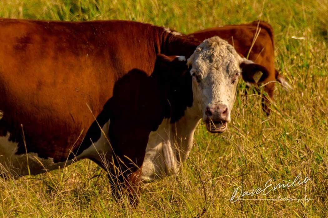 A brown and white cow standing in a grassy field.