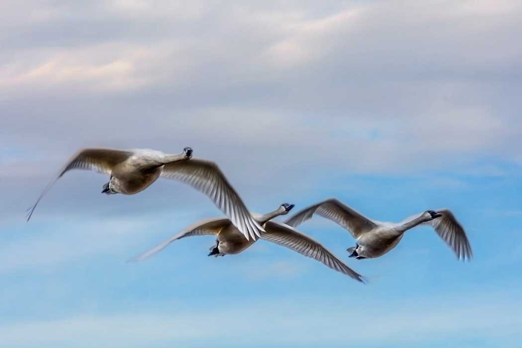 Three swans flying in a clear blue sky with light clouds.
